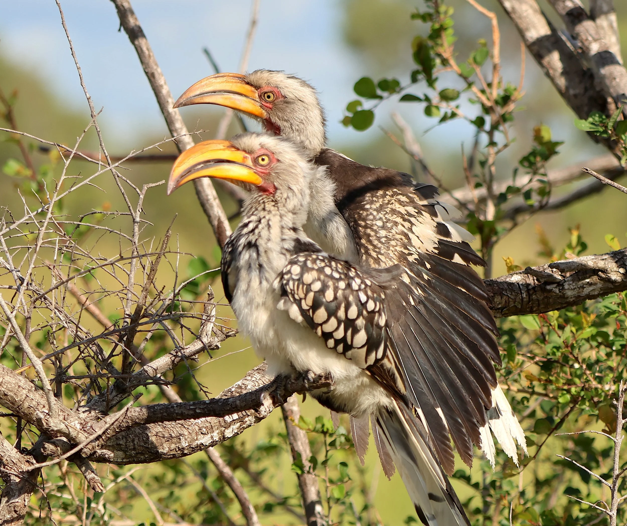 Hornbill, Southern yellow-billed 1.JPG