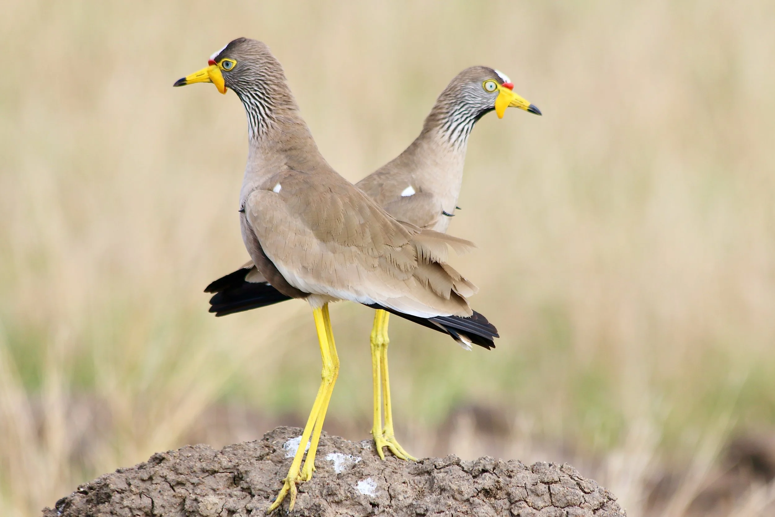African wattled lapwing, Uganda