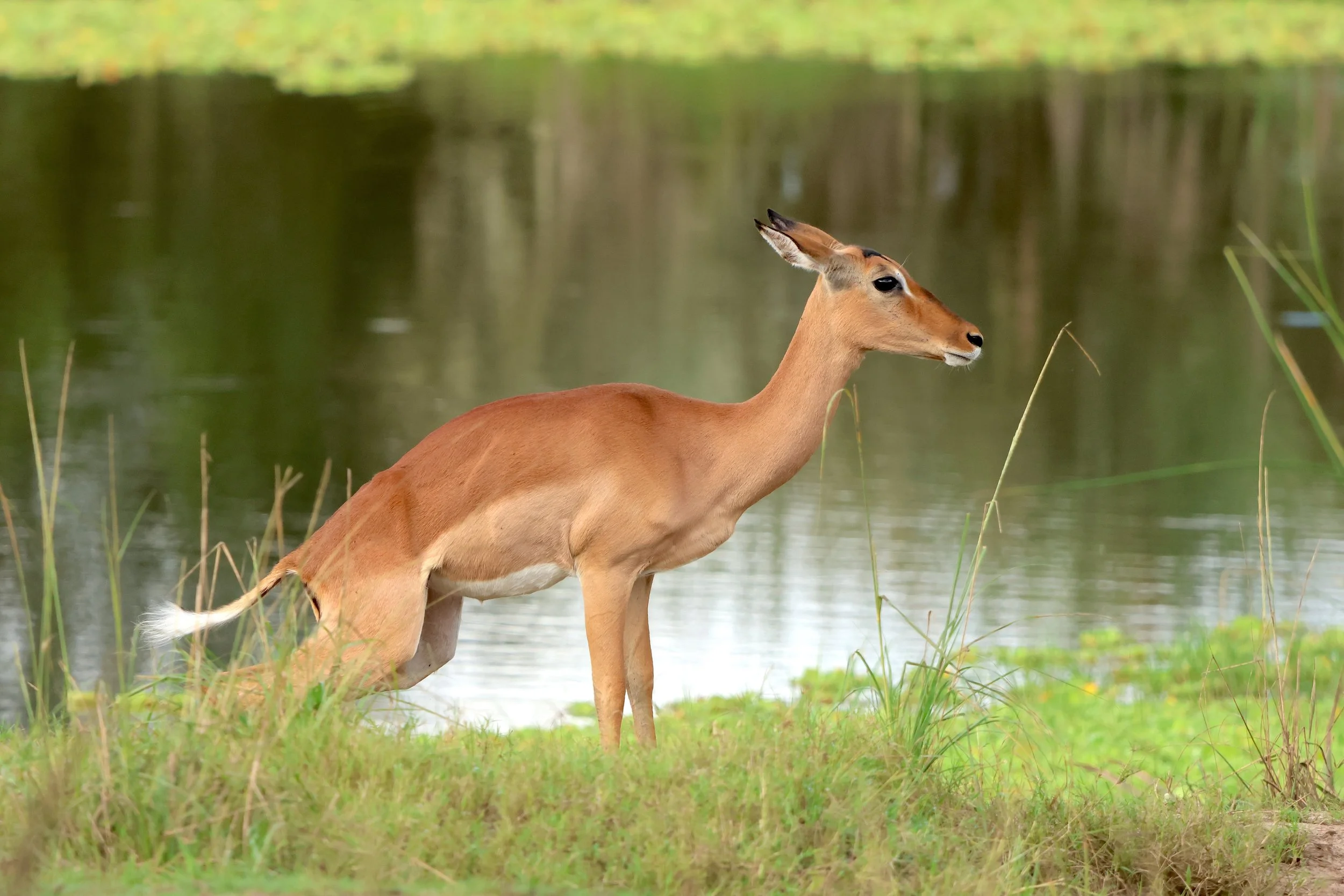 Impala 4.JPG