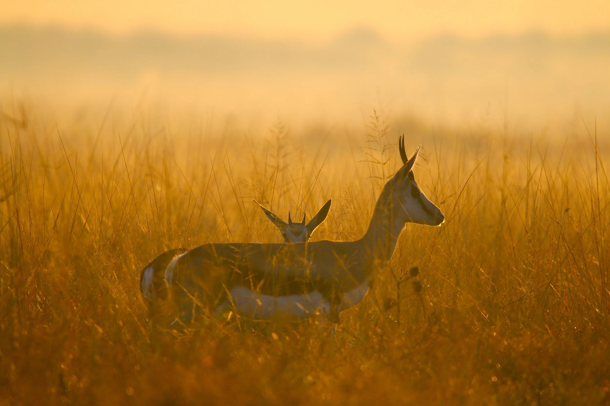 Springbok, South Africa