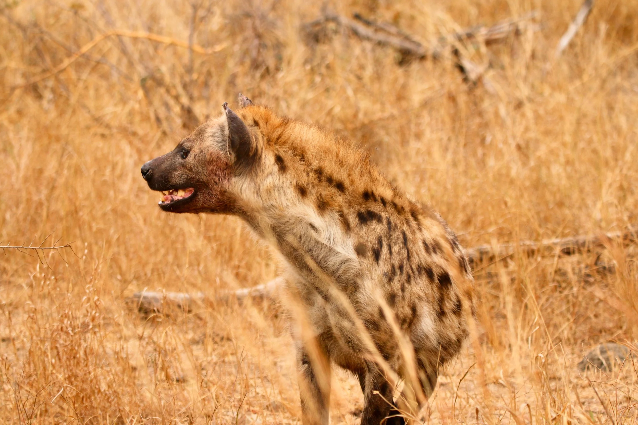 Spotted hyena, South Africa