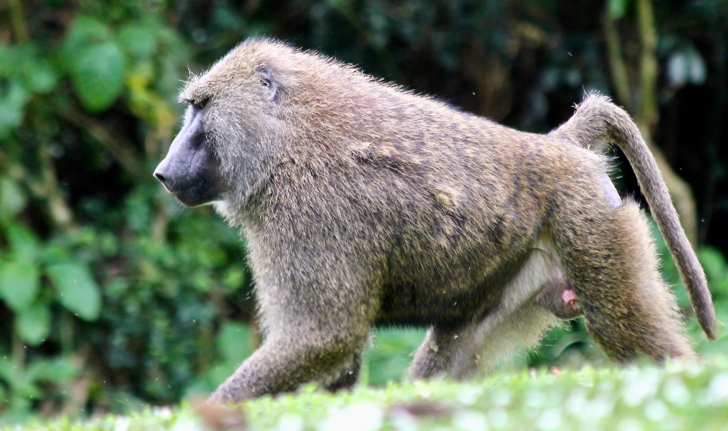 Baboon