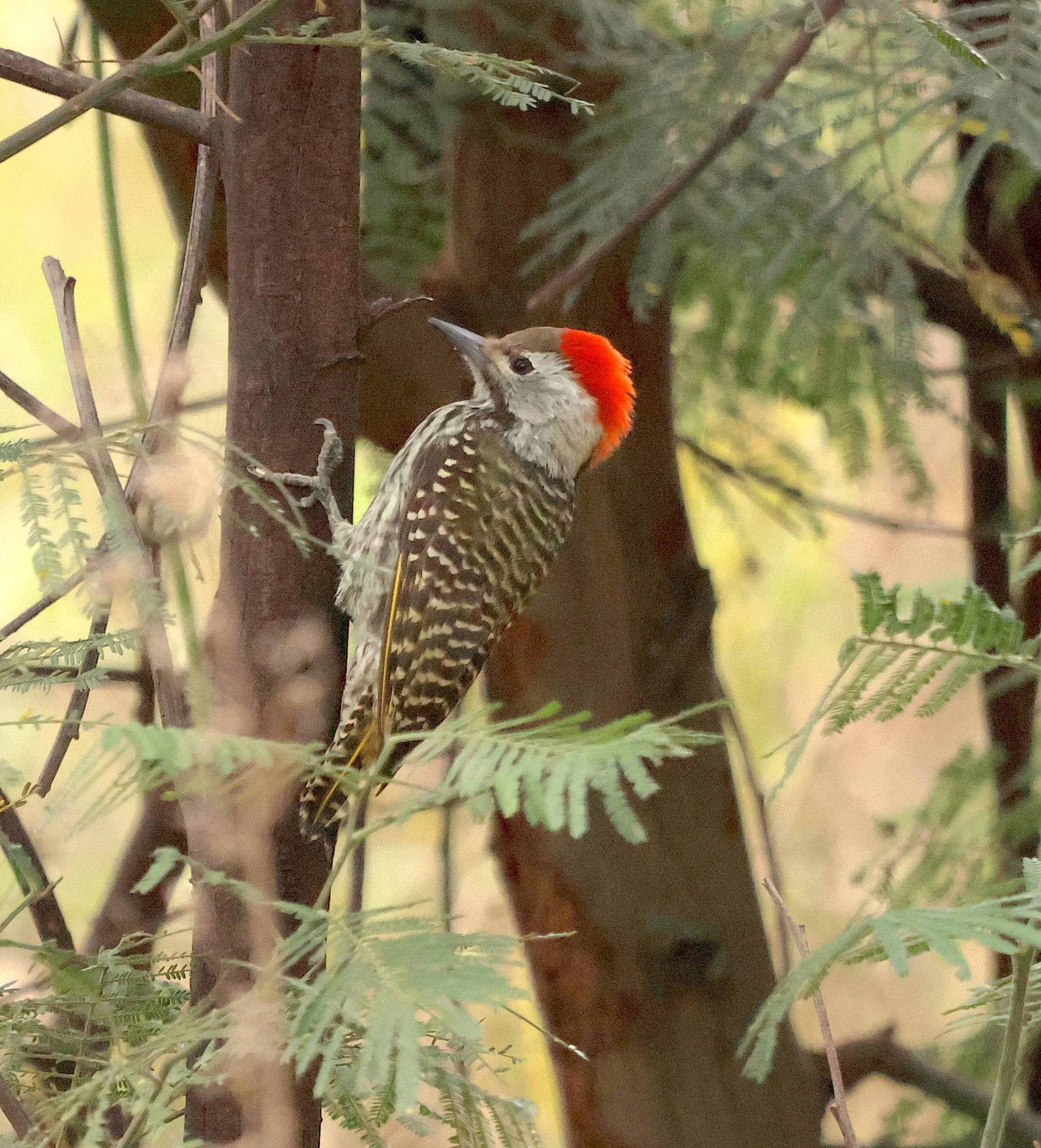 Woodpecker cardinal RV 1.JPG