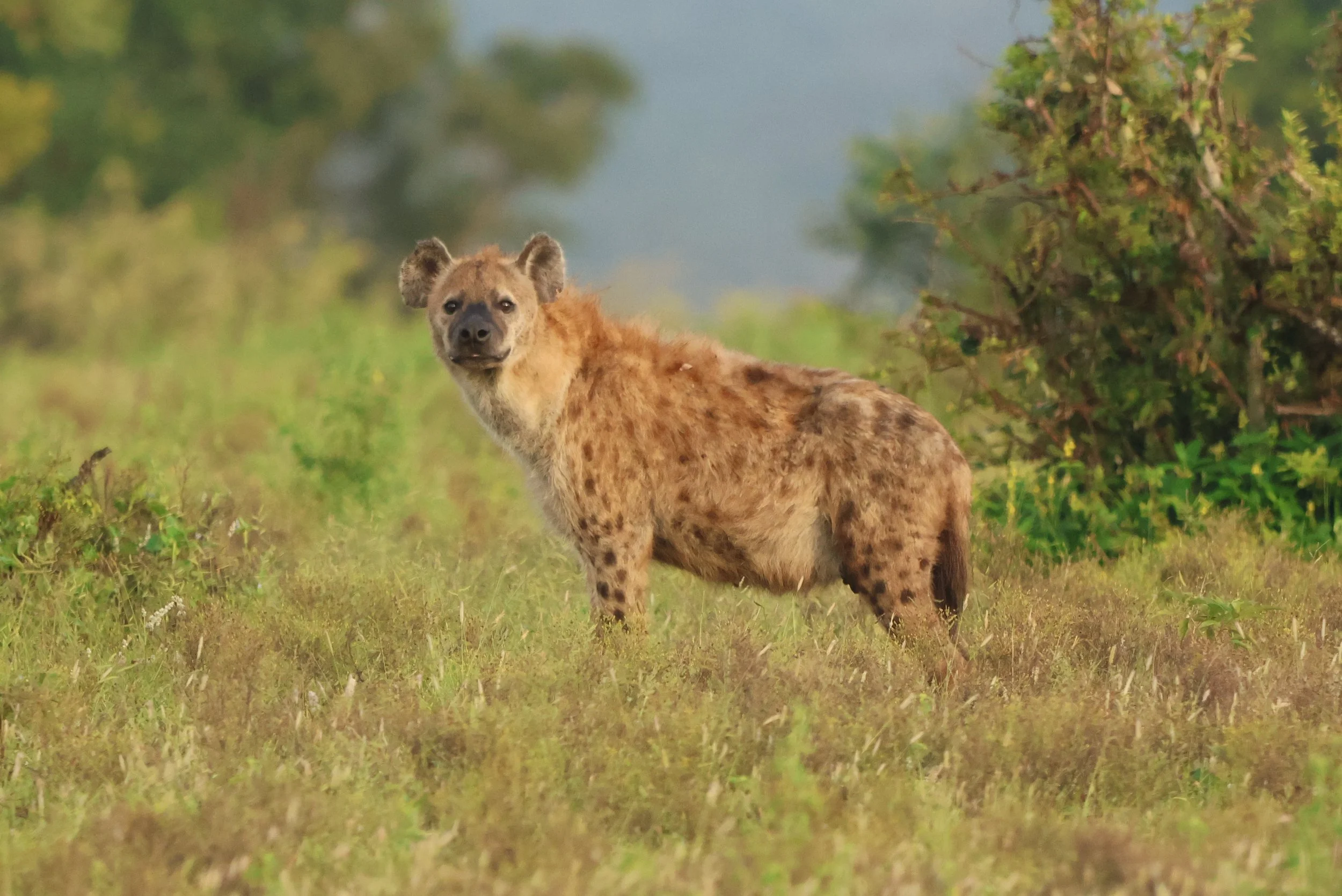 Hyena KNP 1.JPG