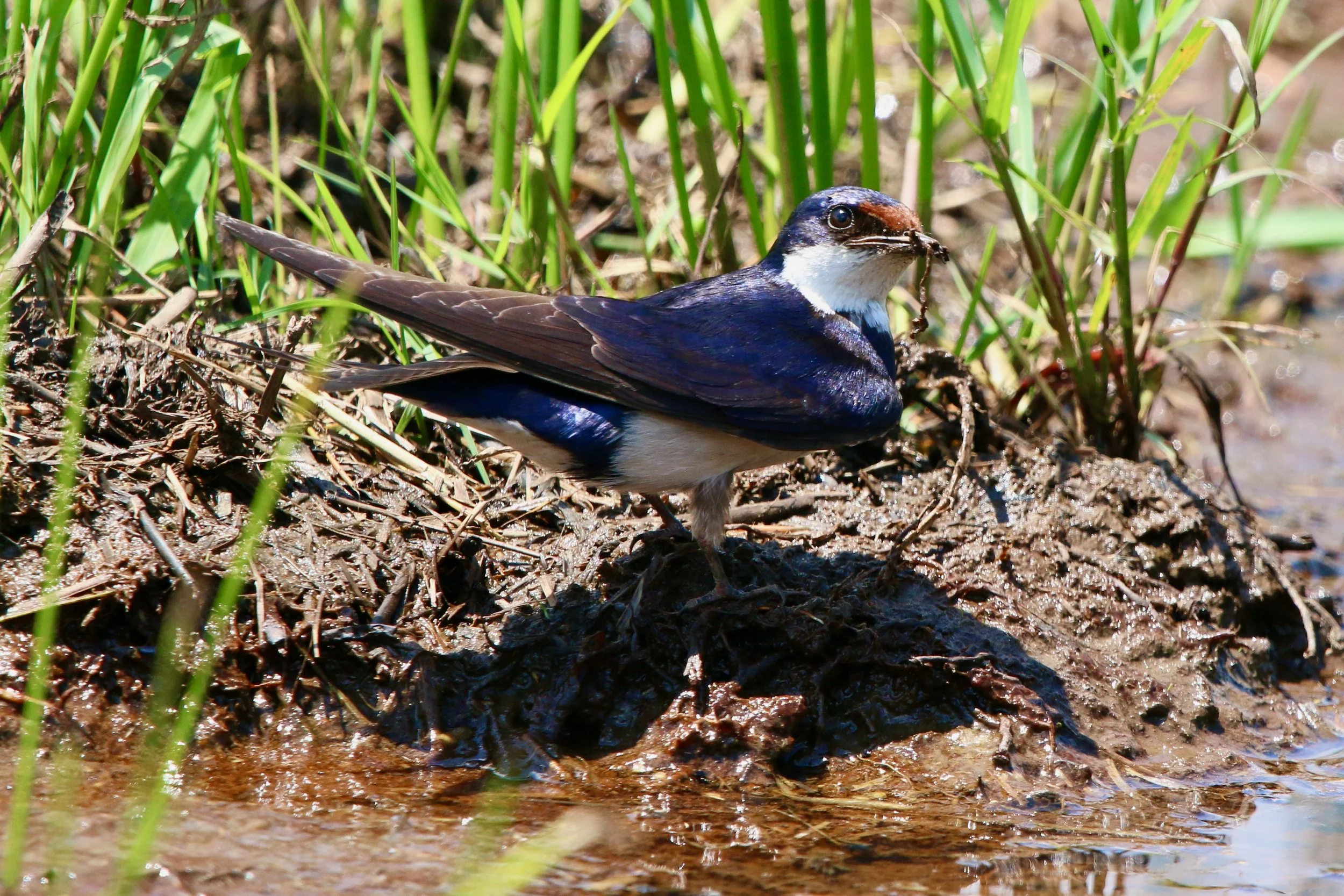 Wire-tailed swallow (?), South Africa