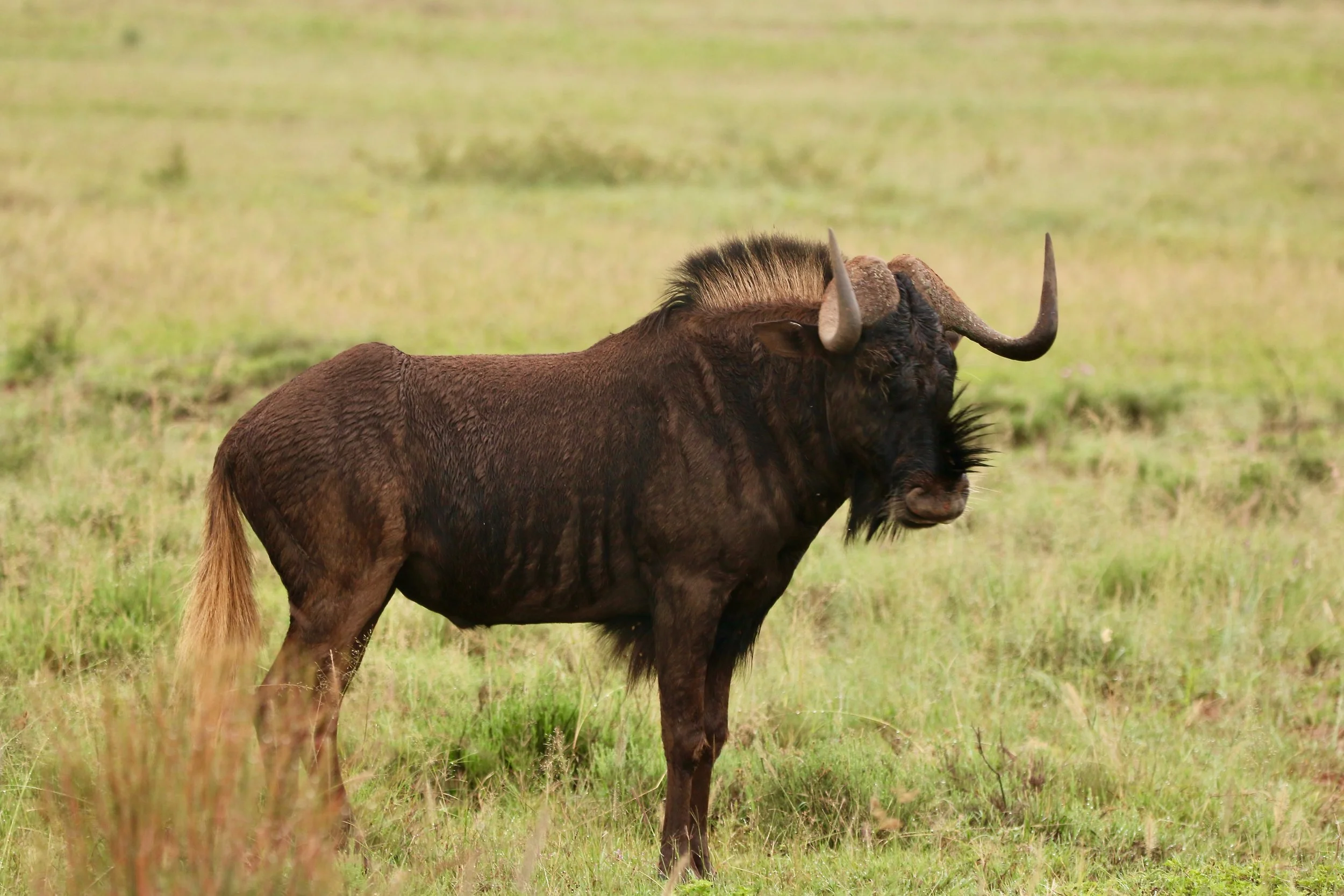 Black wildebeest, South Africa