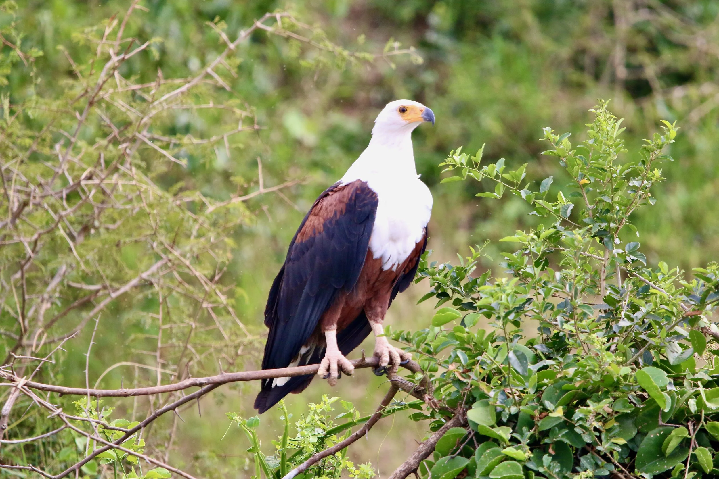 African fish eagle, Uganda