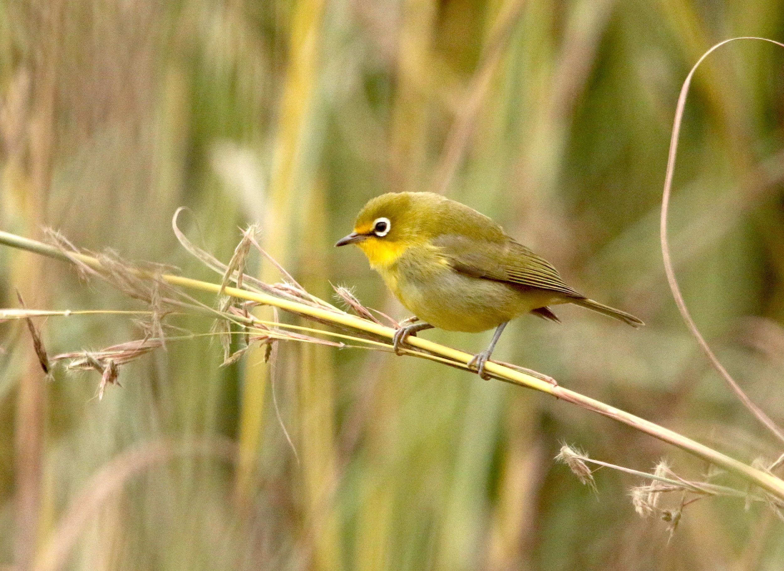 African yellow white-eye, South Africa
