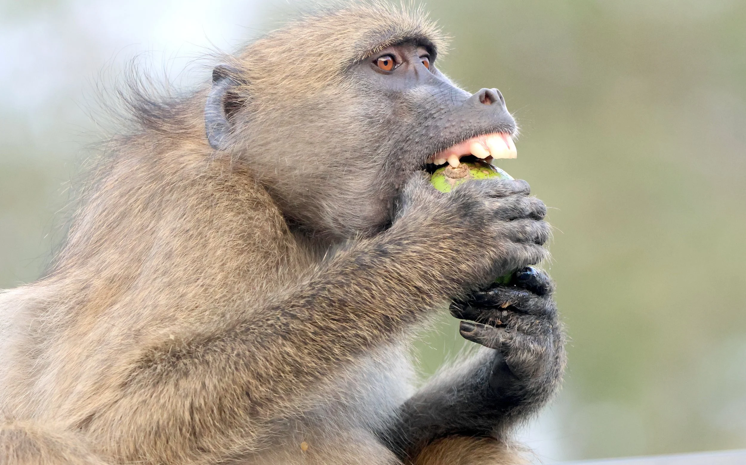 Baboon