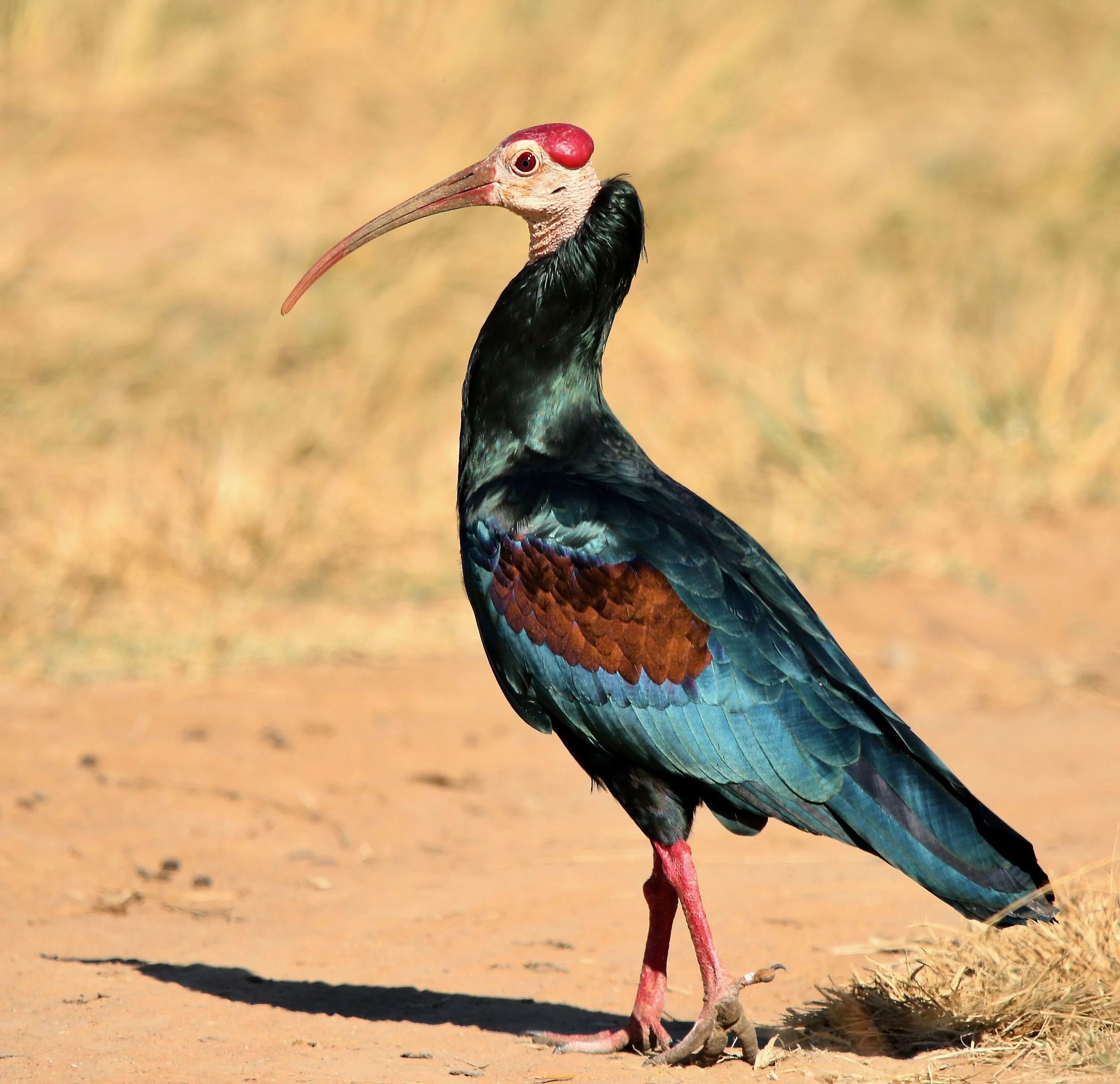 Southern bald ibis, South Africa