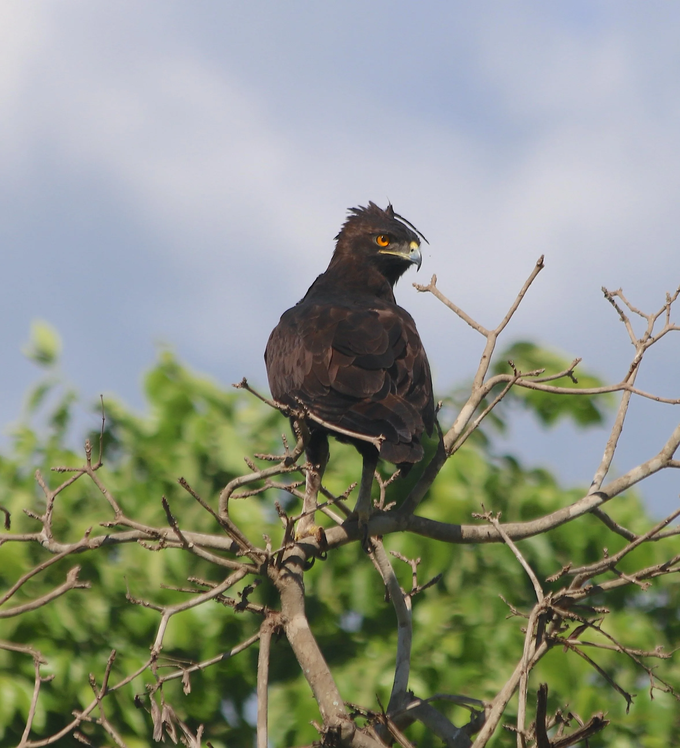 Long-crested eagle