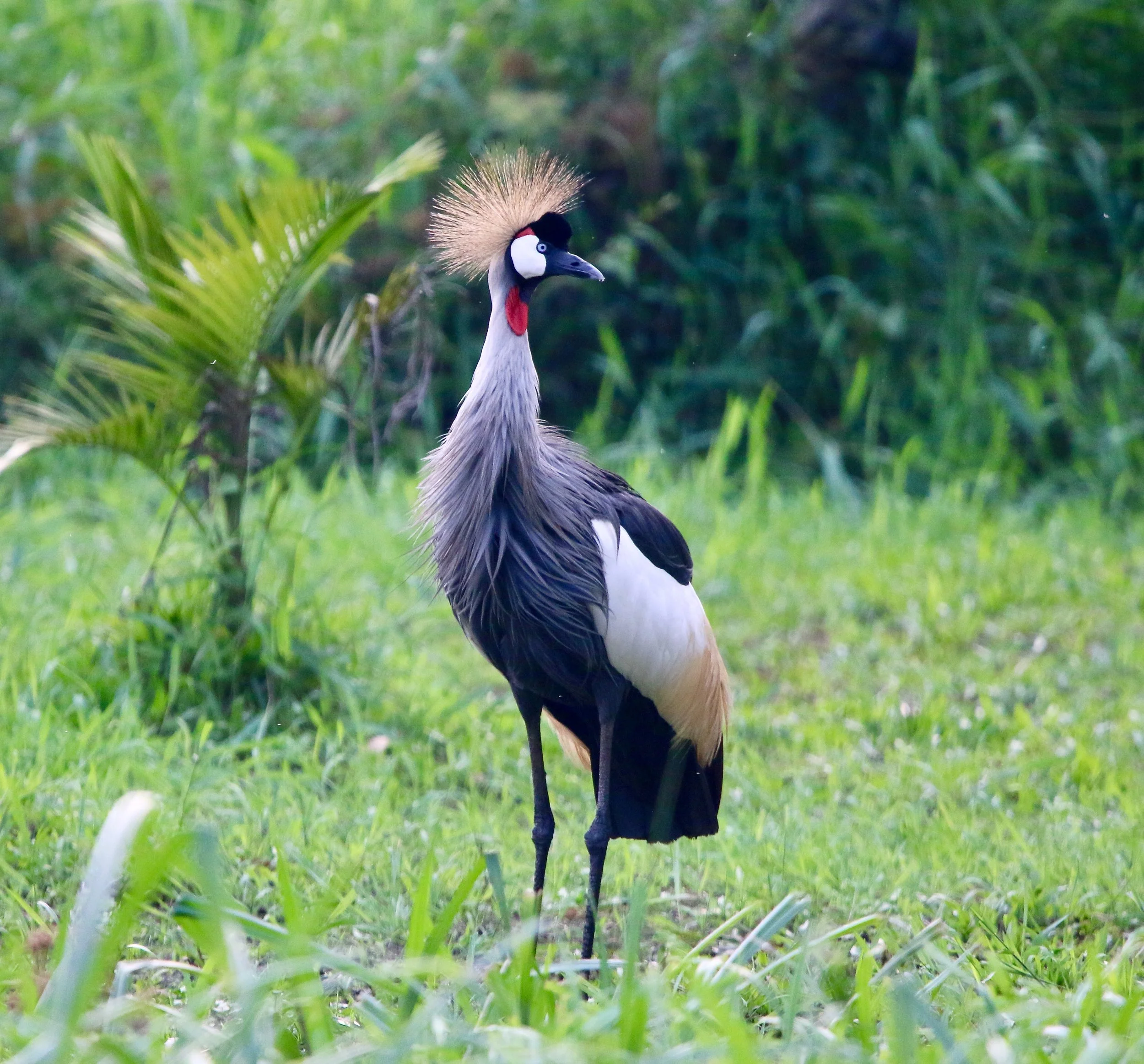 Grey crowned crane, Uganda