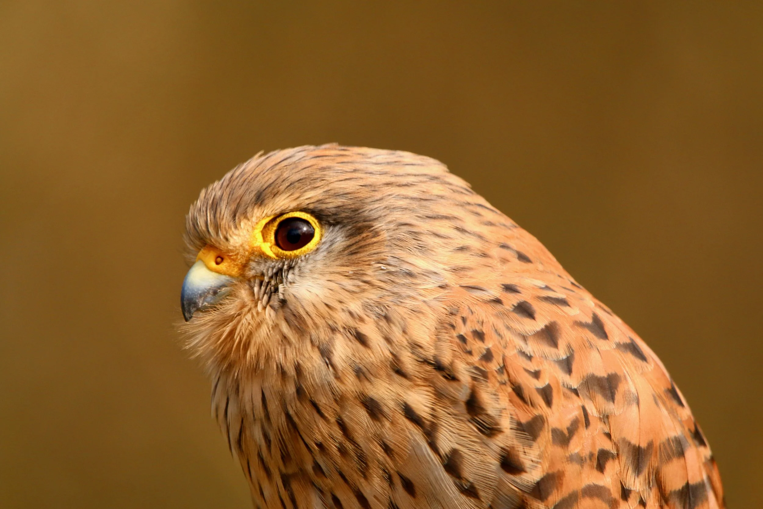 Kestrel. Clearly not an owl ...