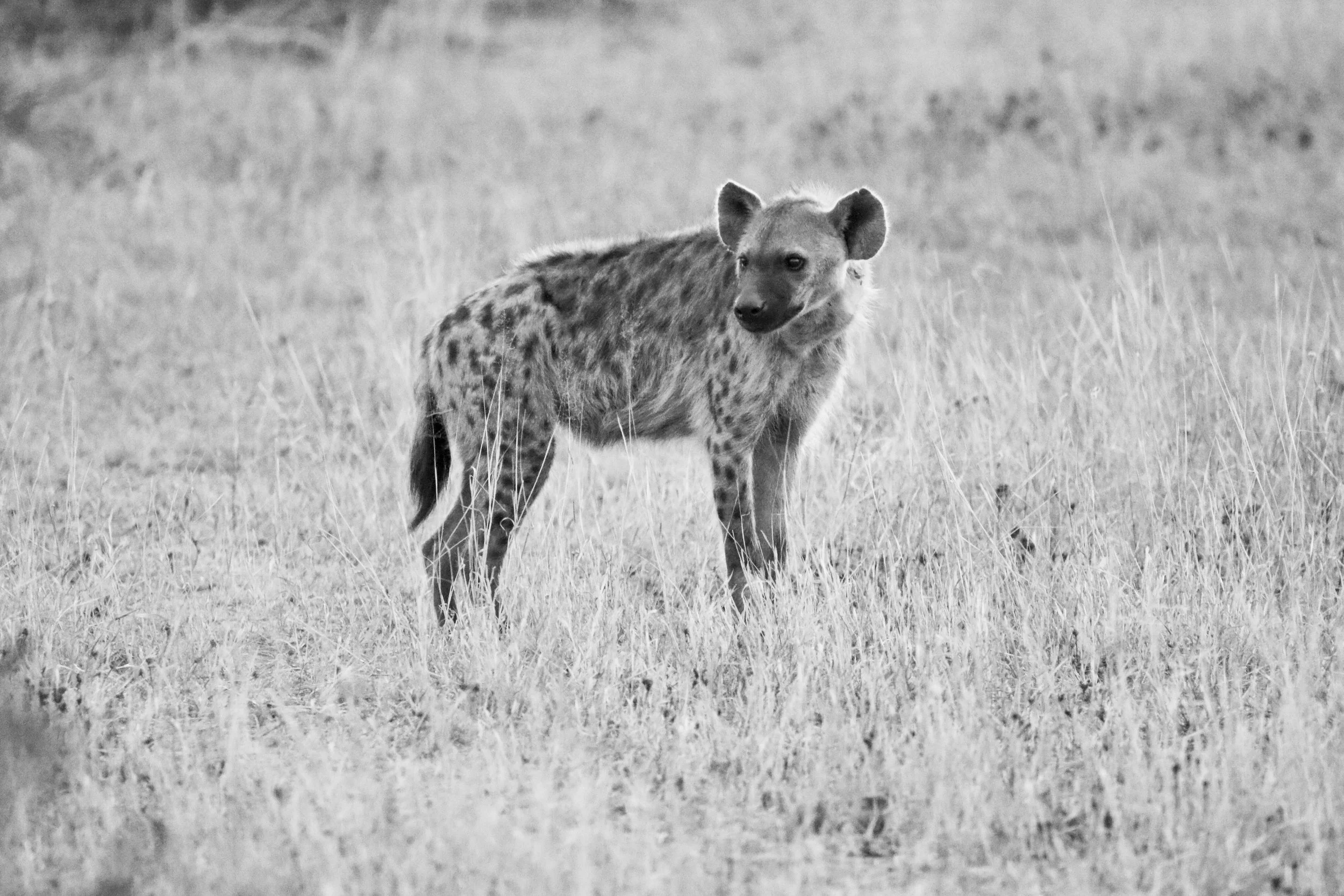 Spotted hyena, South Africa