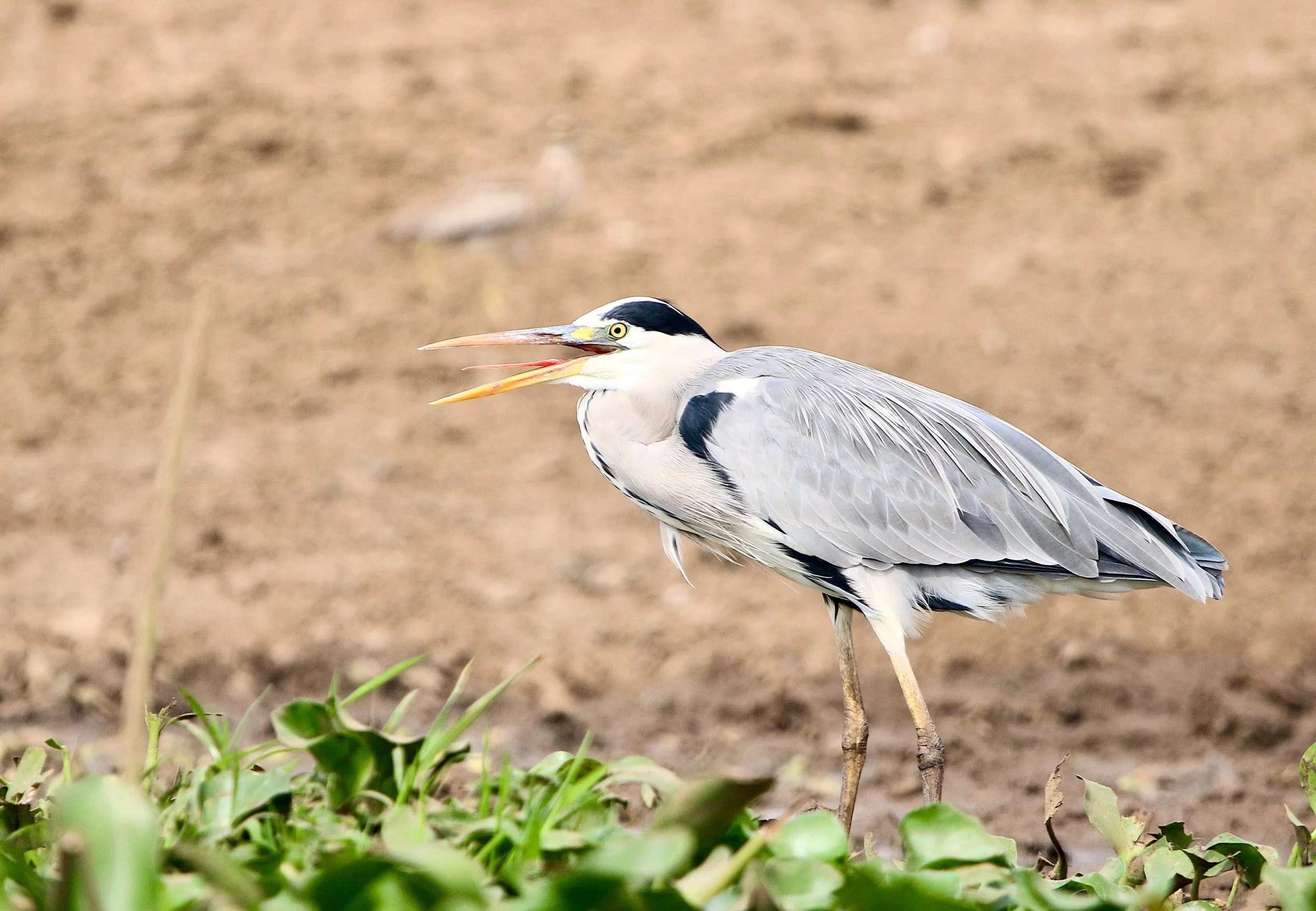 Grey heron, Uganda