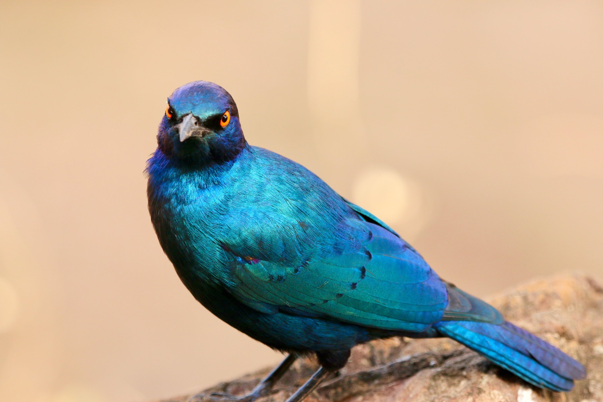 Starling. Who knows what species. South Africa