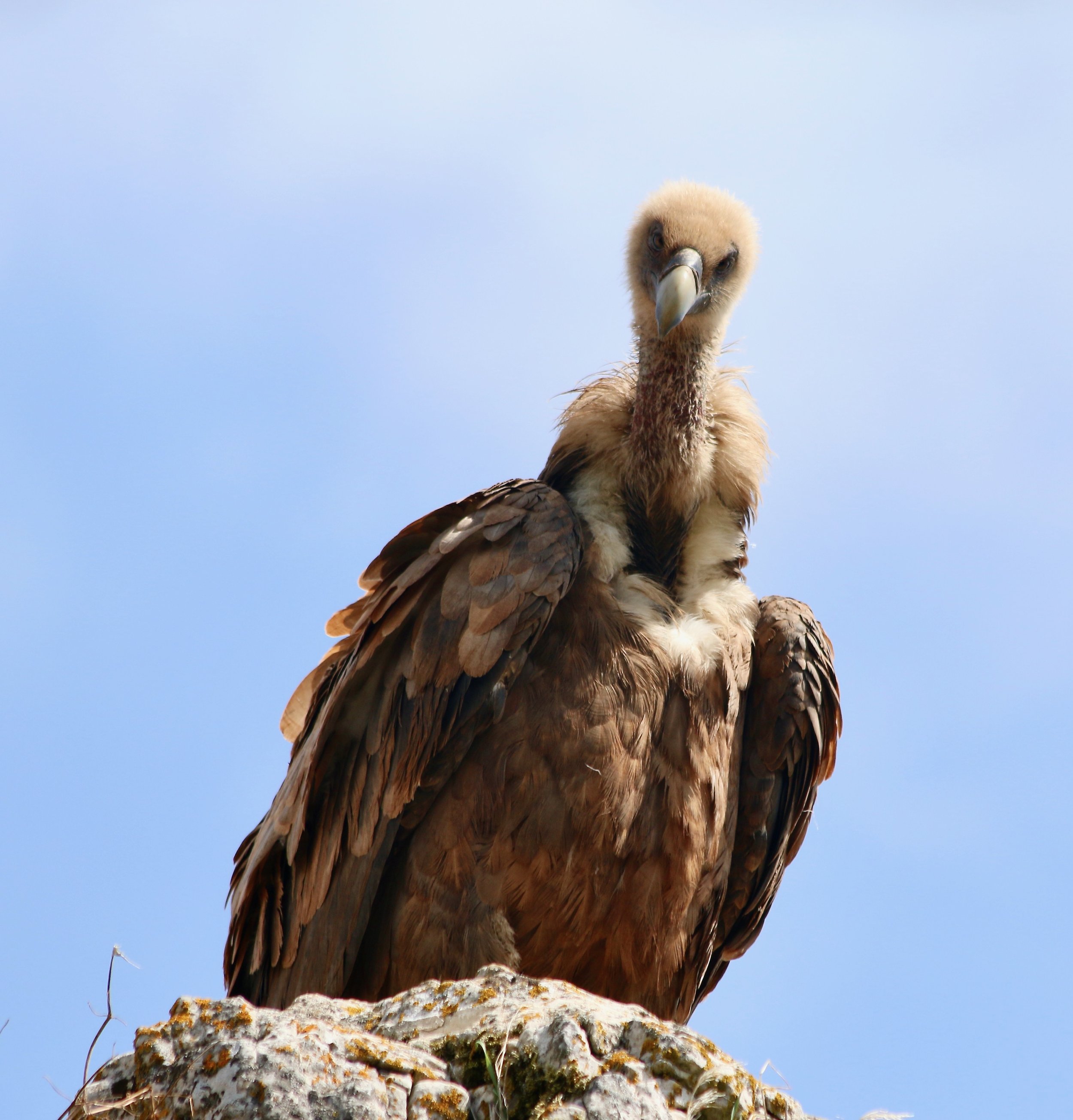 Griffon vulture, France