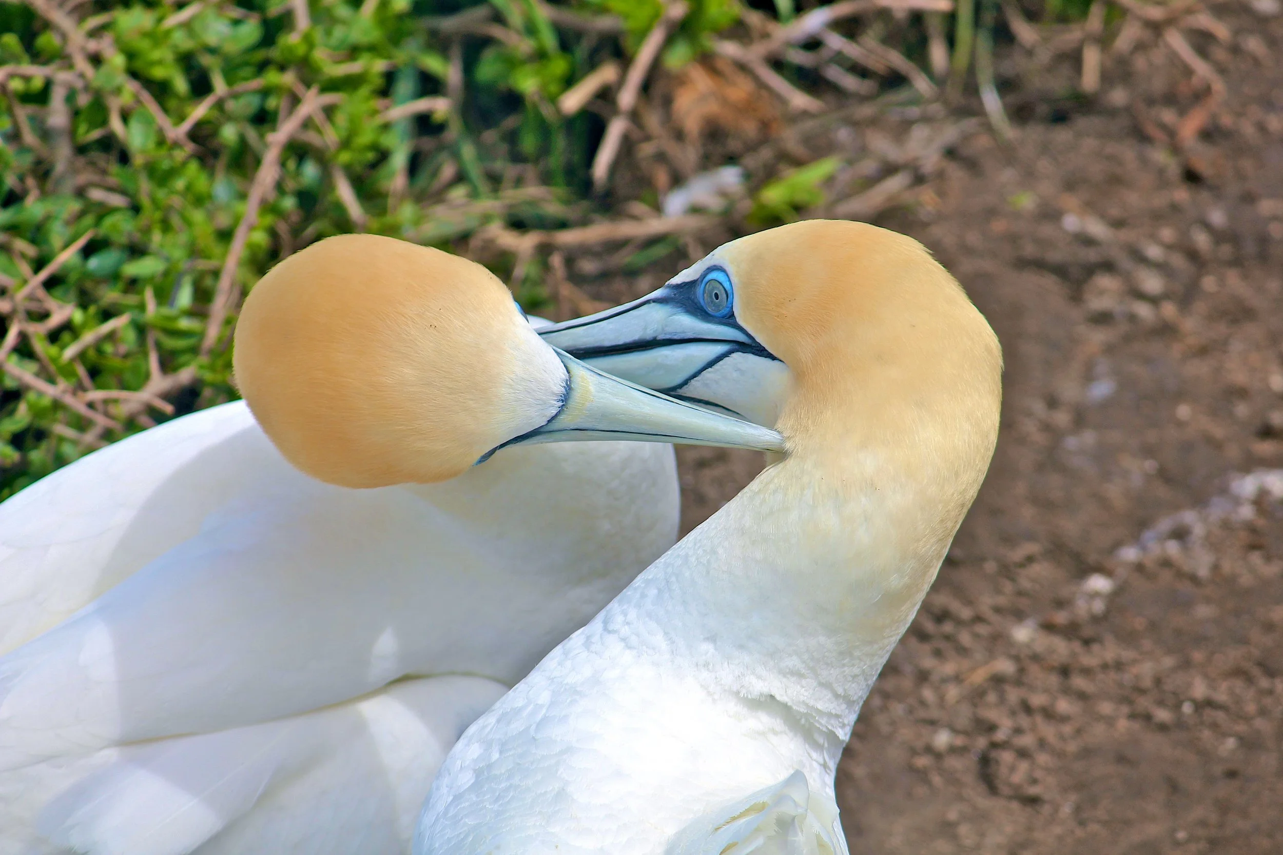 Australasian gannet, New Zealand