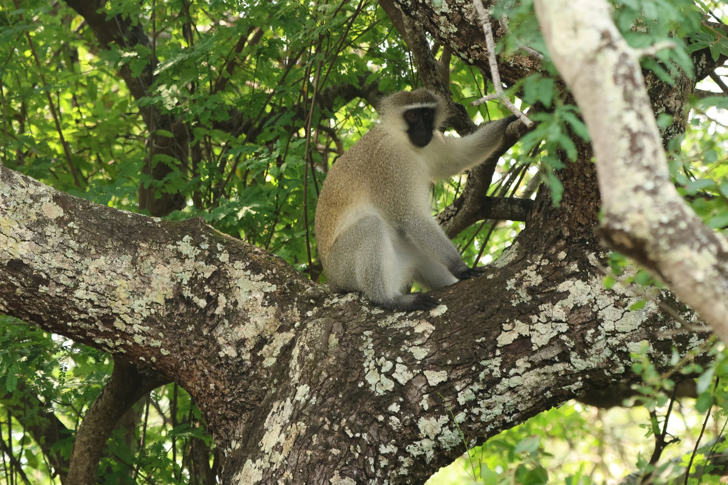 Vervet monkey 3.JPG