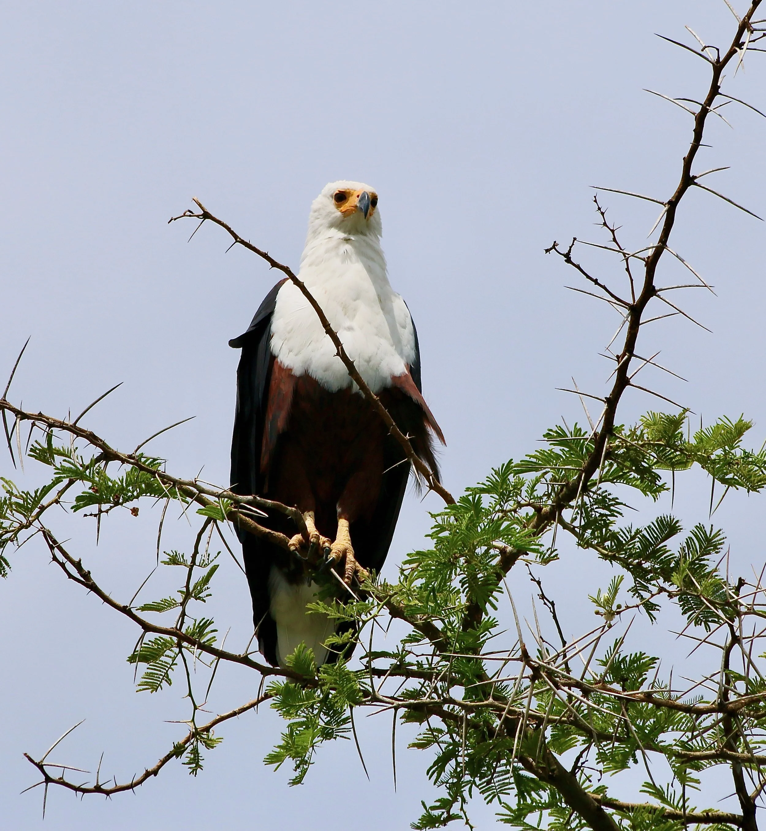 African fish eagle, South Africa