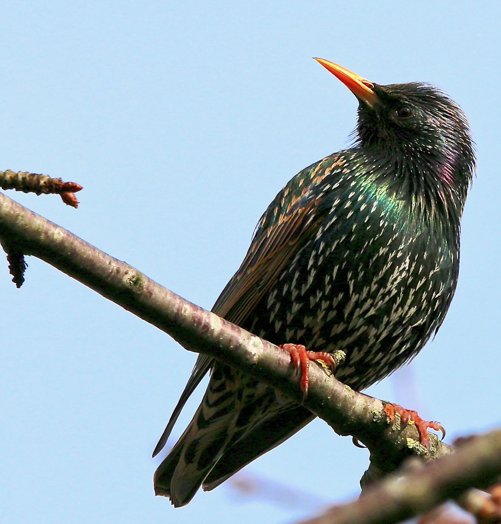 Starling (UK) 1