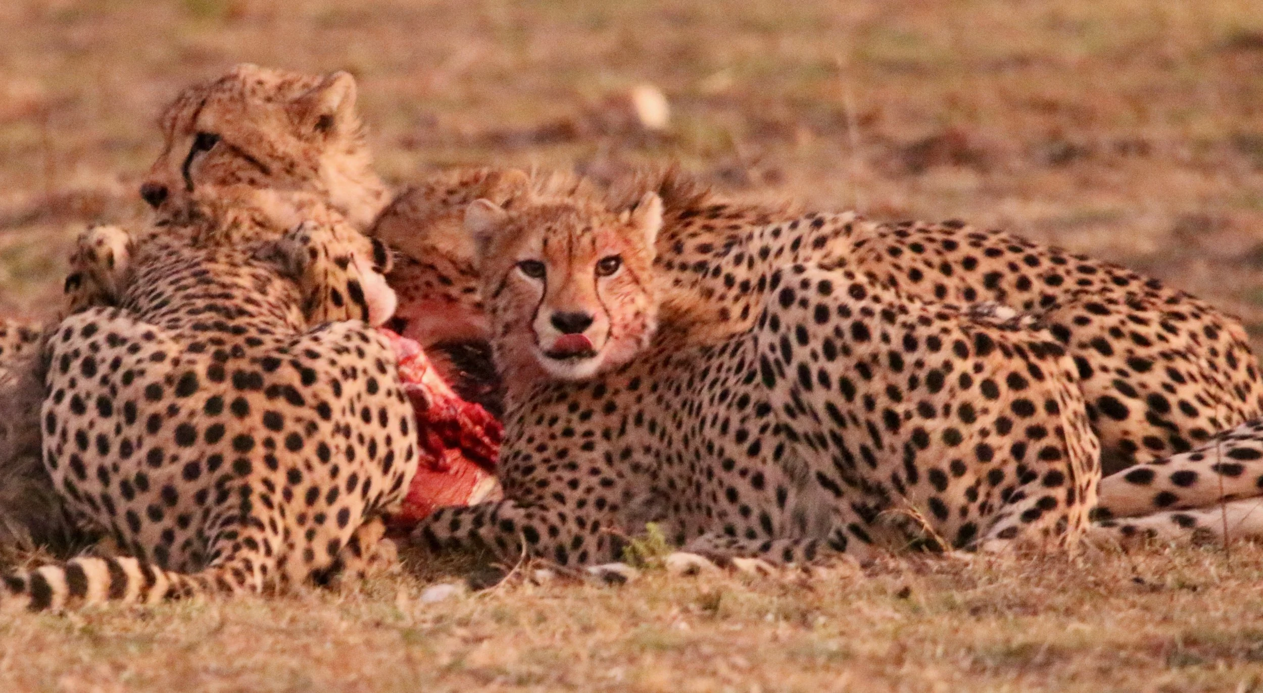 Cheetah, South Africa. Feeding on warthog