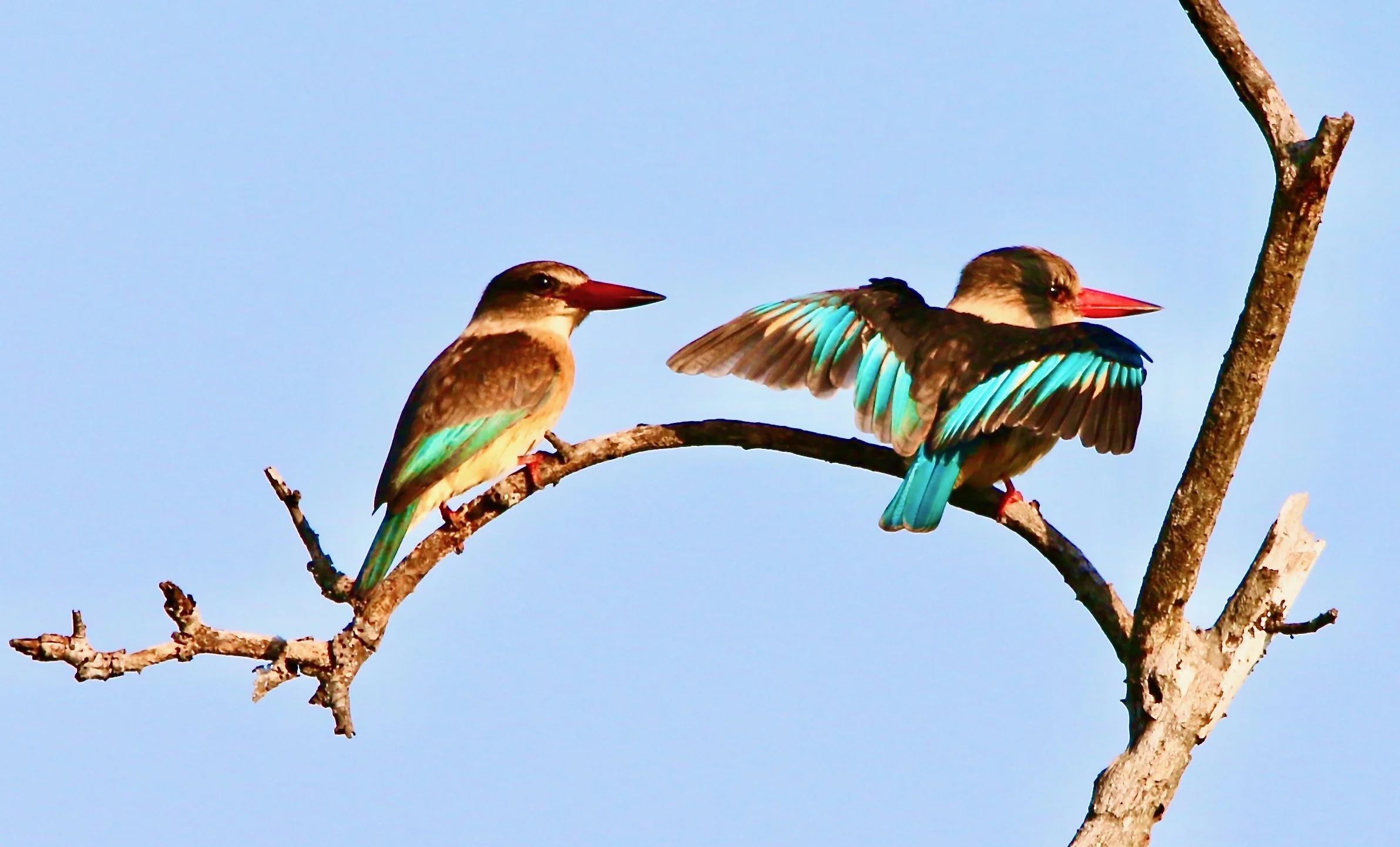 Kingfisher Brown-hooded 1.jpeg