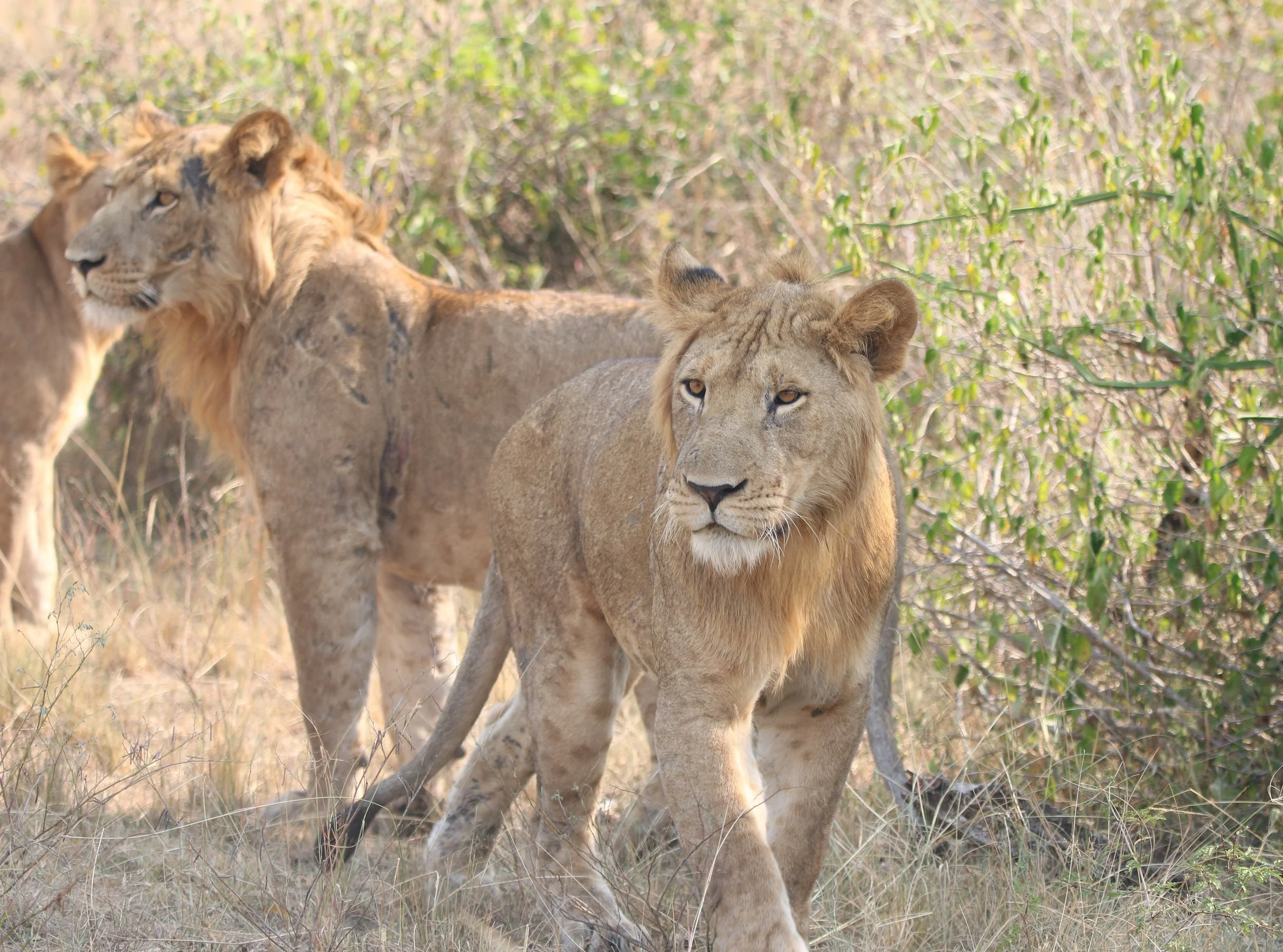 Lion, Uganda