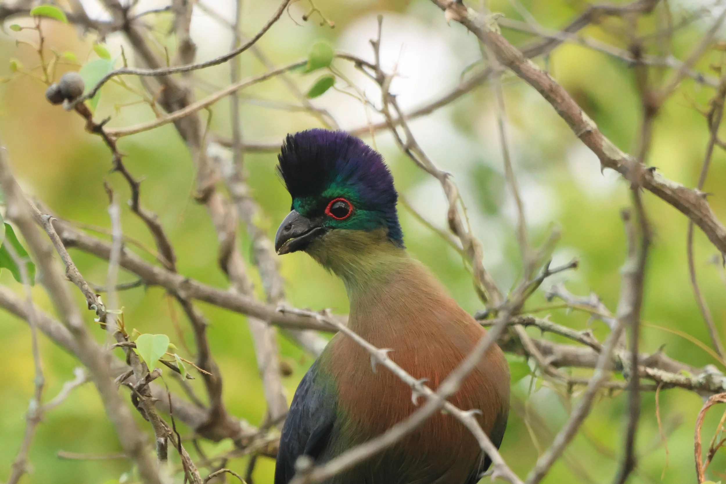 Turaco, purle-crested 3.JPG