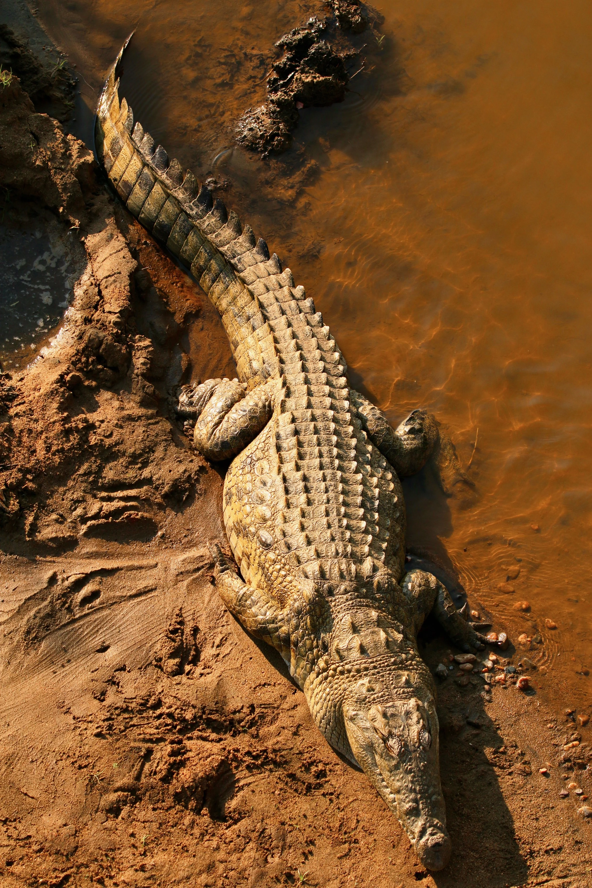Crocodile, South Africa