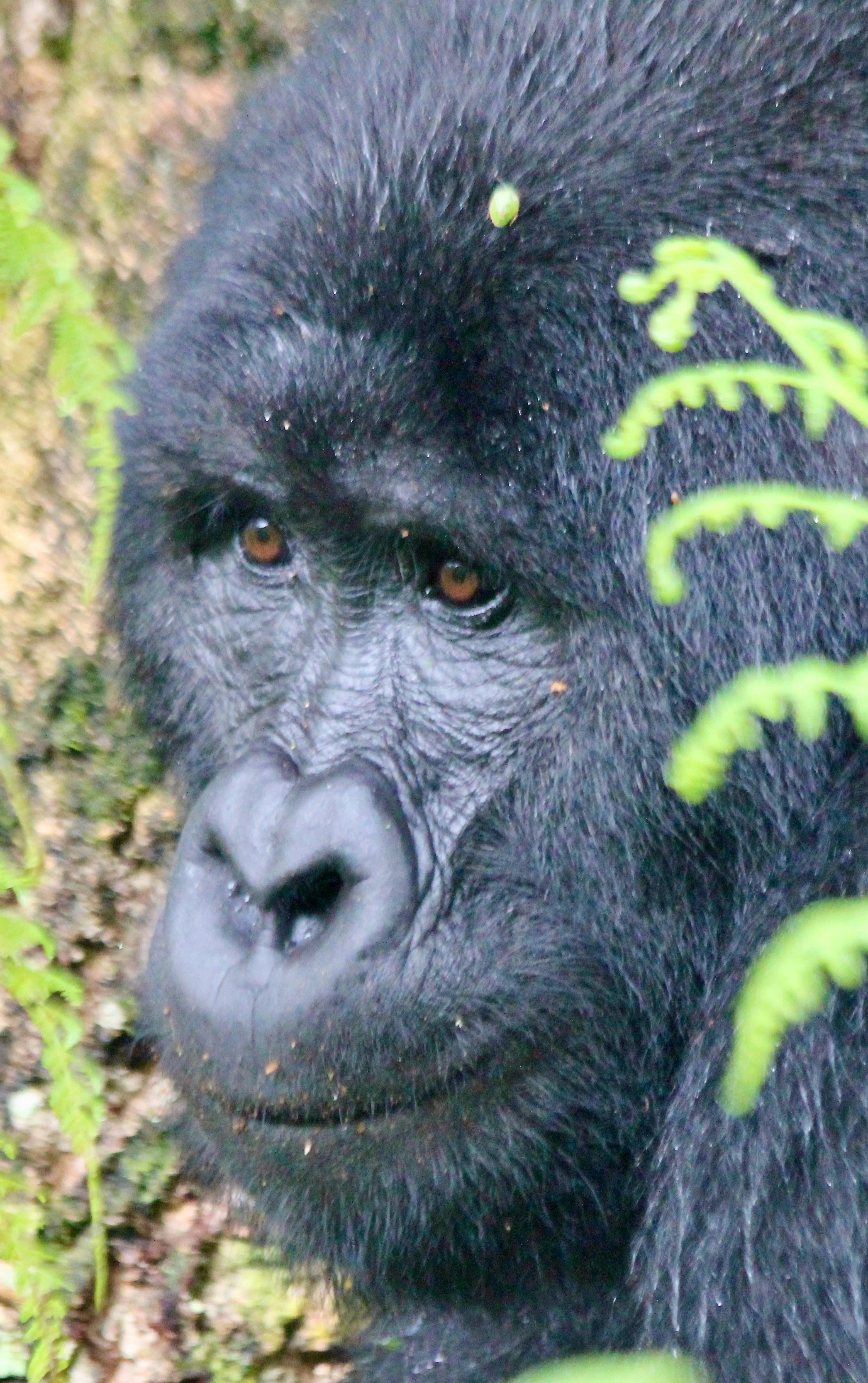 Gorilla