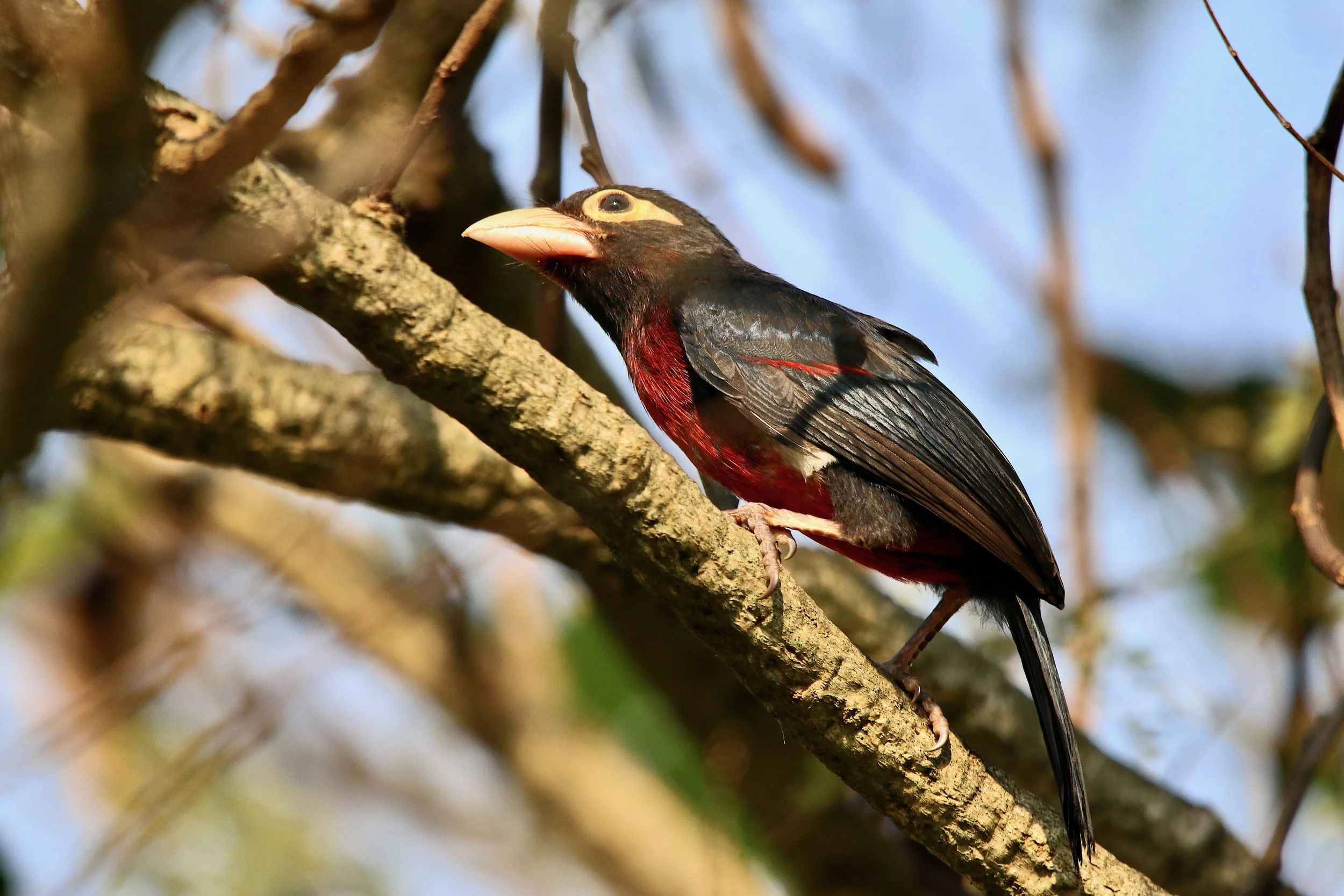 Double-toothed barbet (juvenile), Uganda