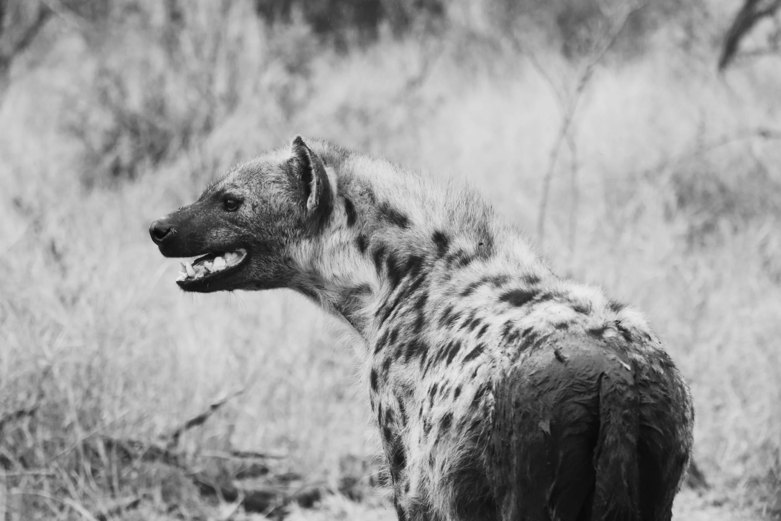 Spotted hyena, South Africa