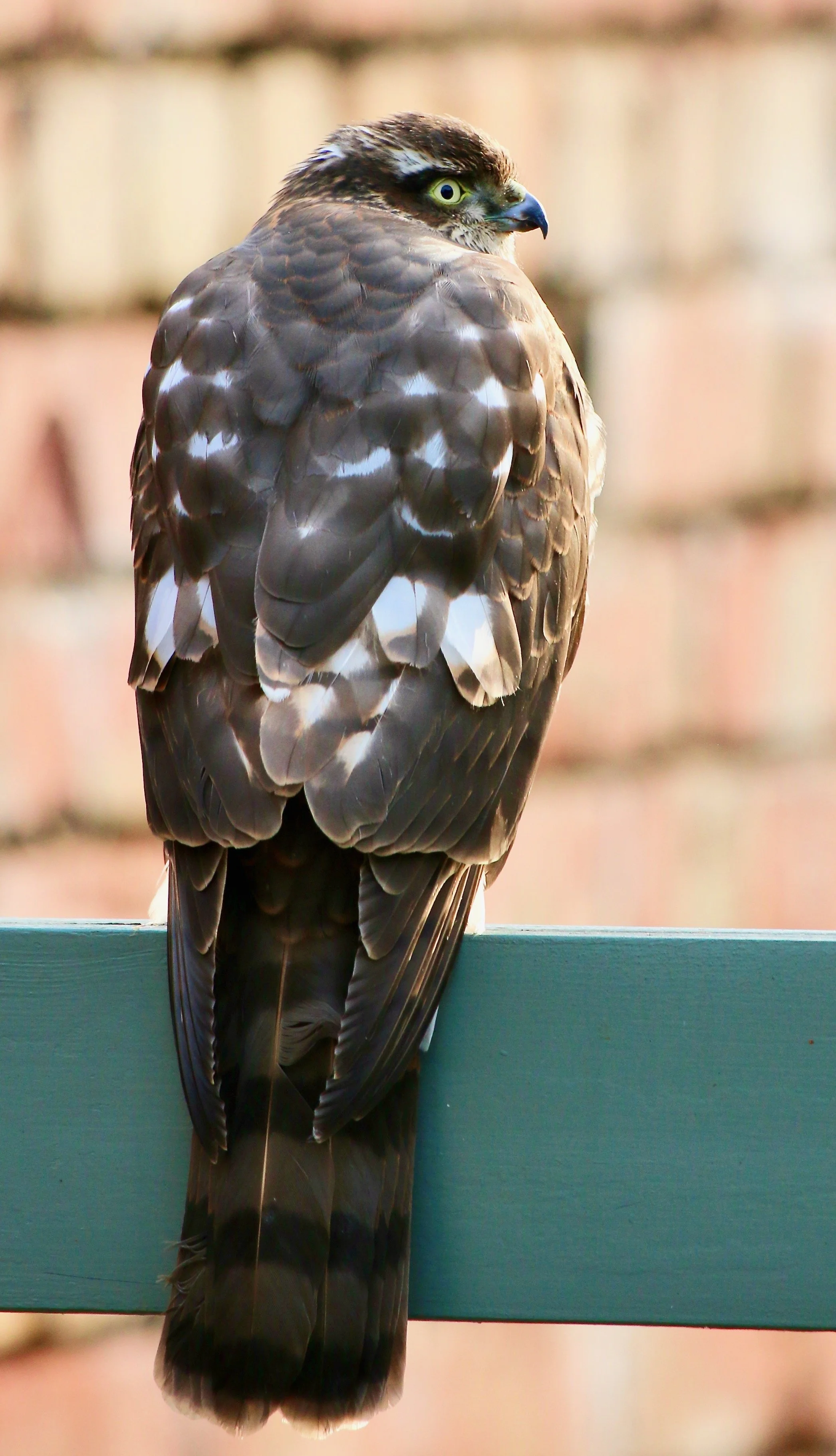 Sparrow hawk (juv), NW England