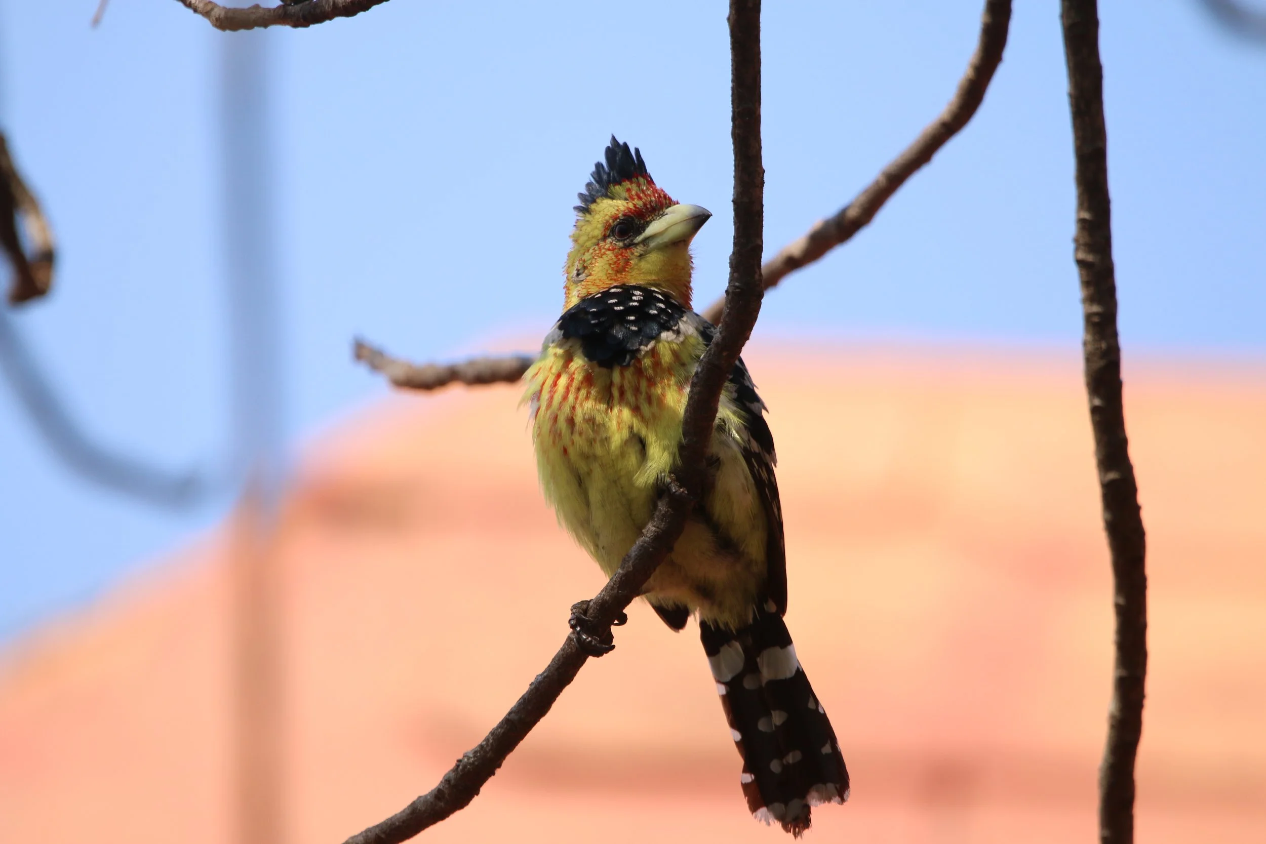 Crested barbet