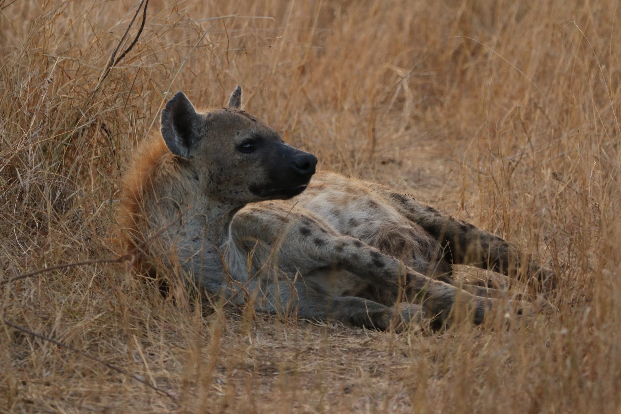 Hyena KNP 3.JPG