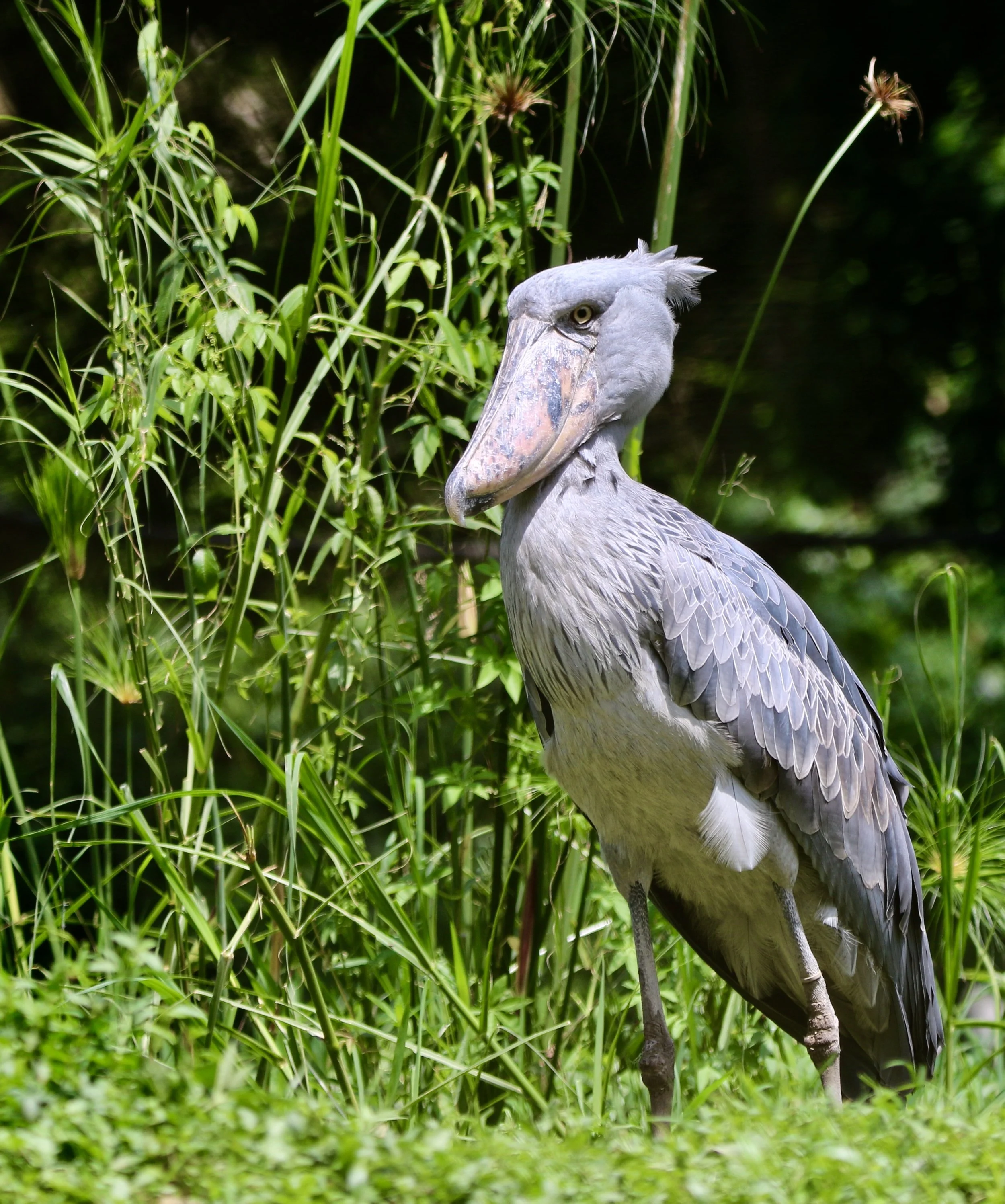 Shoebill, Uganda