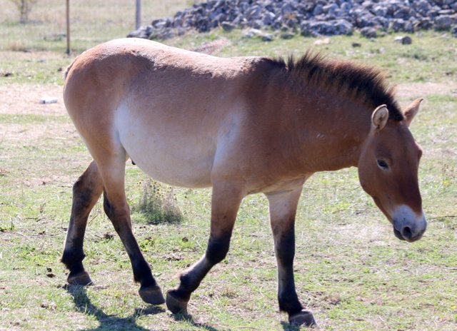 Przewalski's horse, France