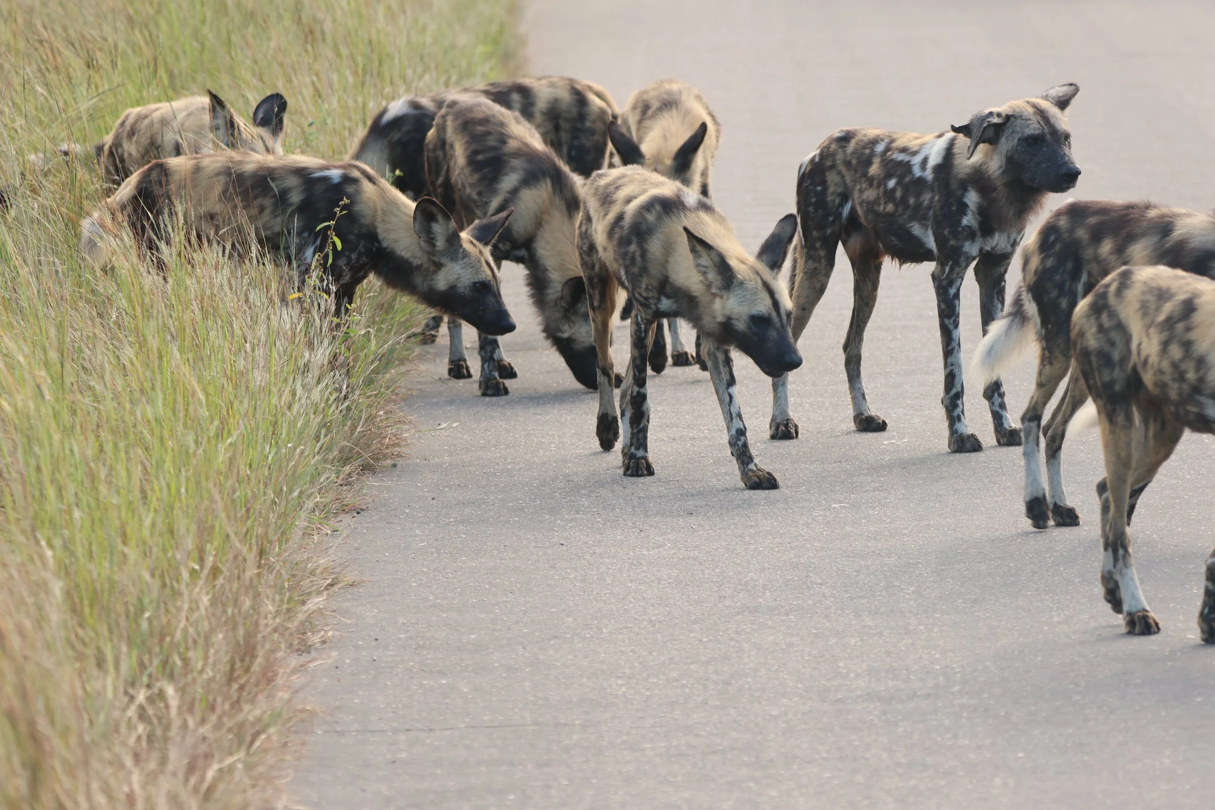 Wild dog KNP 2.JPG