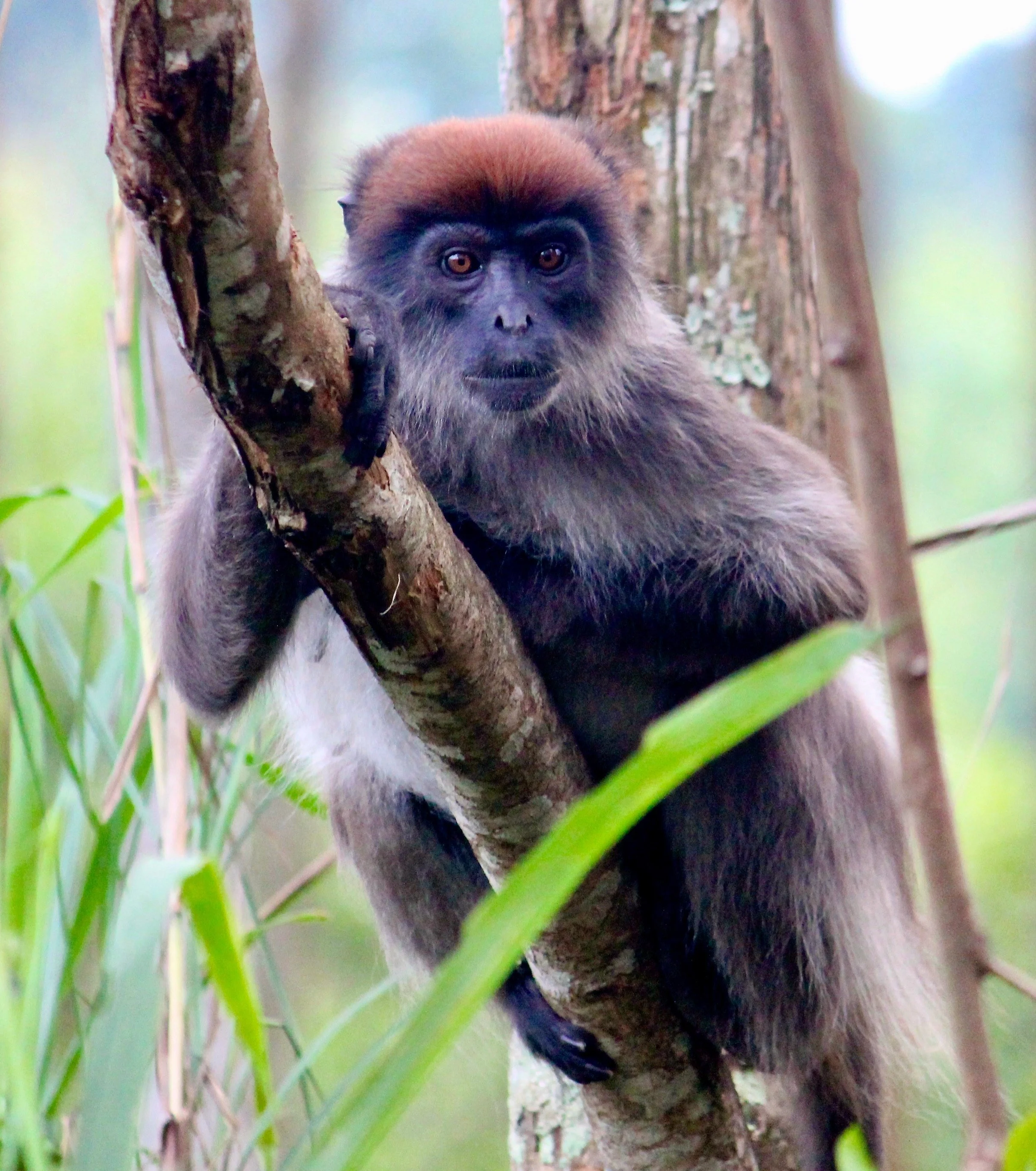 Ugandan red colobus