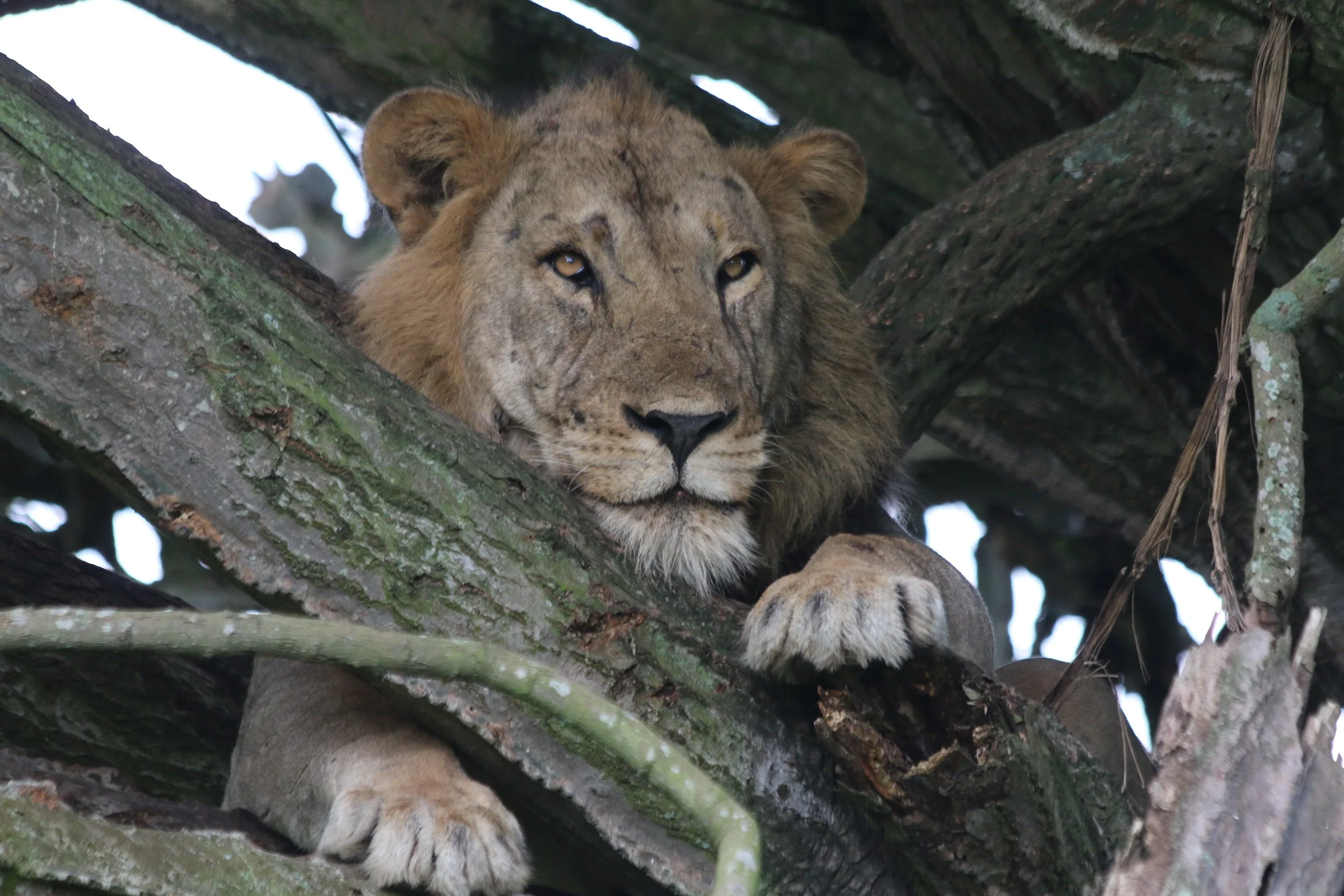Lion, Uganda