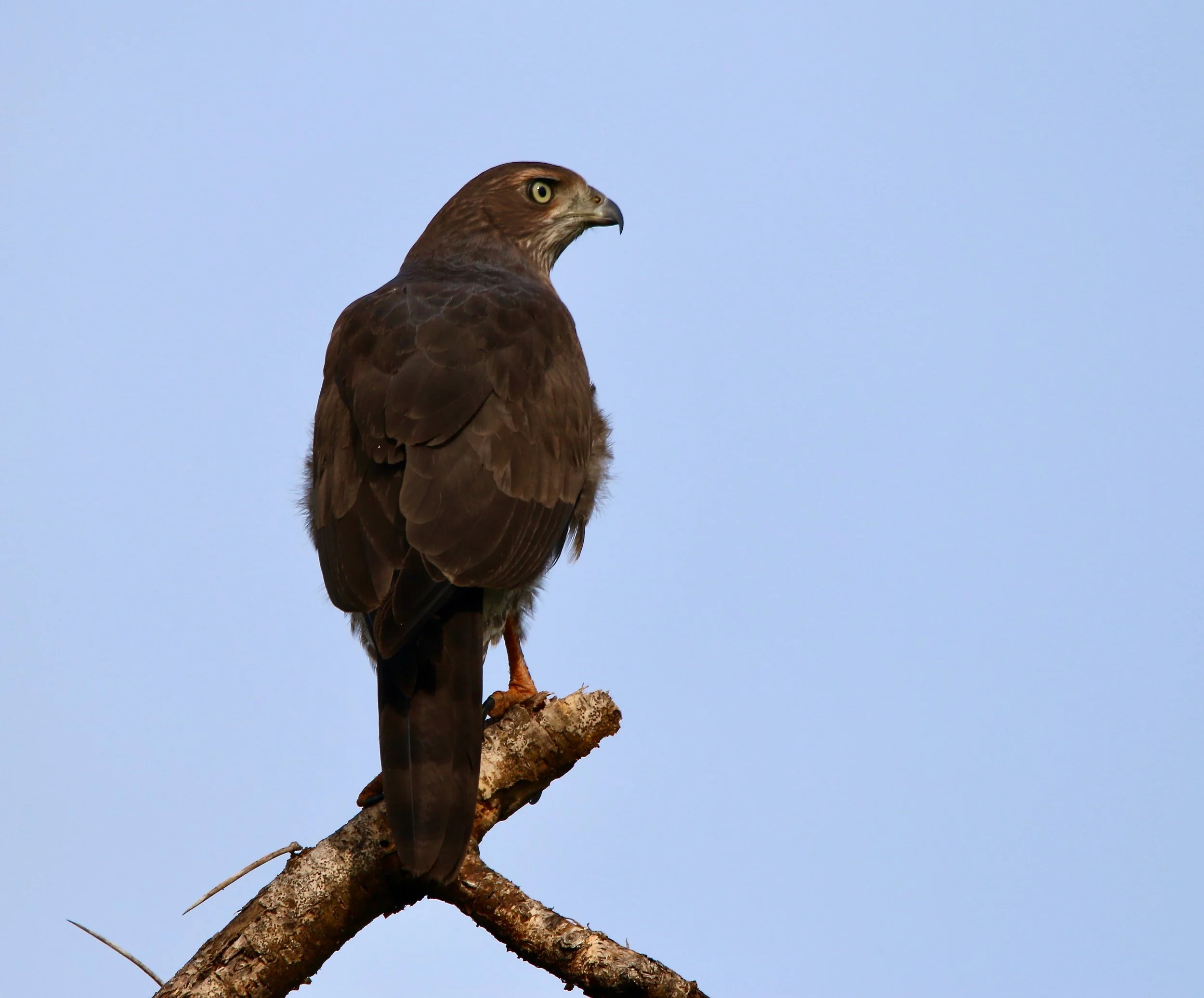 Common buzzard, Uganda