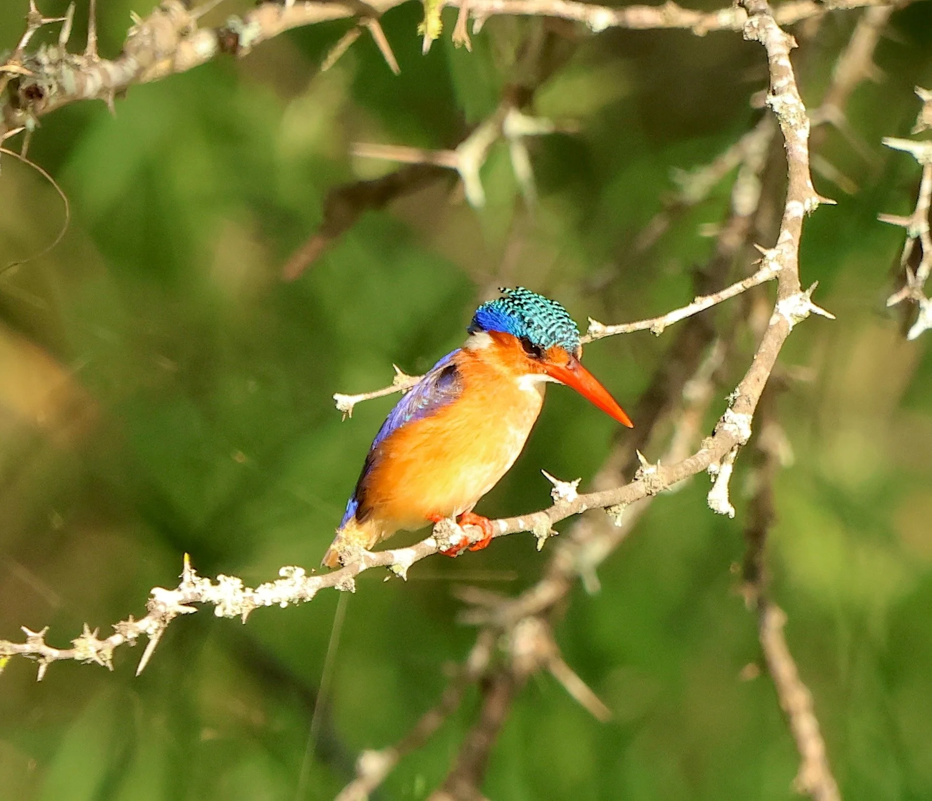 Kingfisher, Malachite 3.JPG