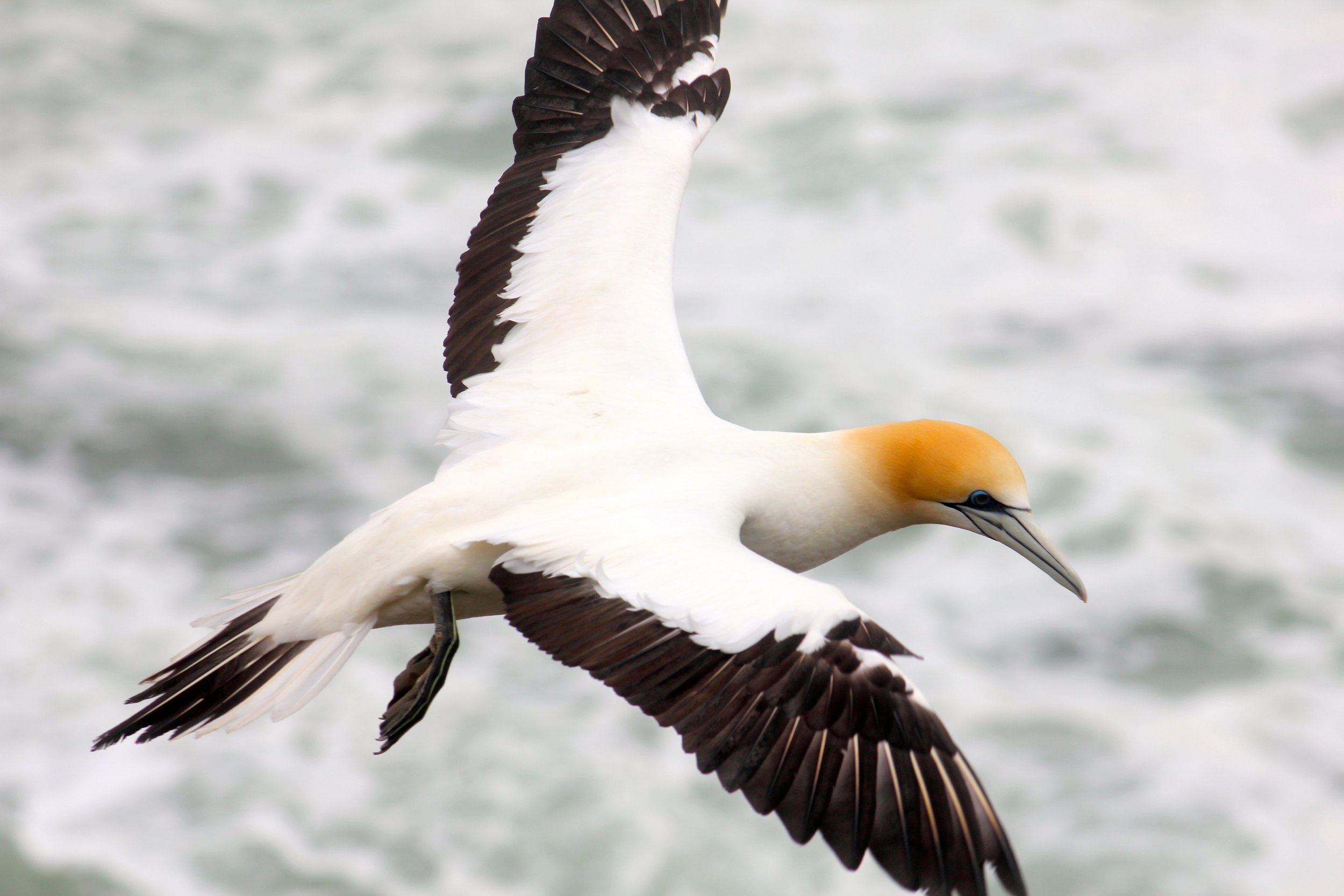 Australasian gannet, New Zealand
