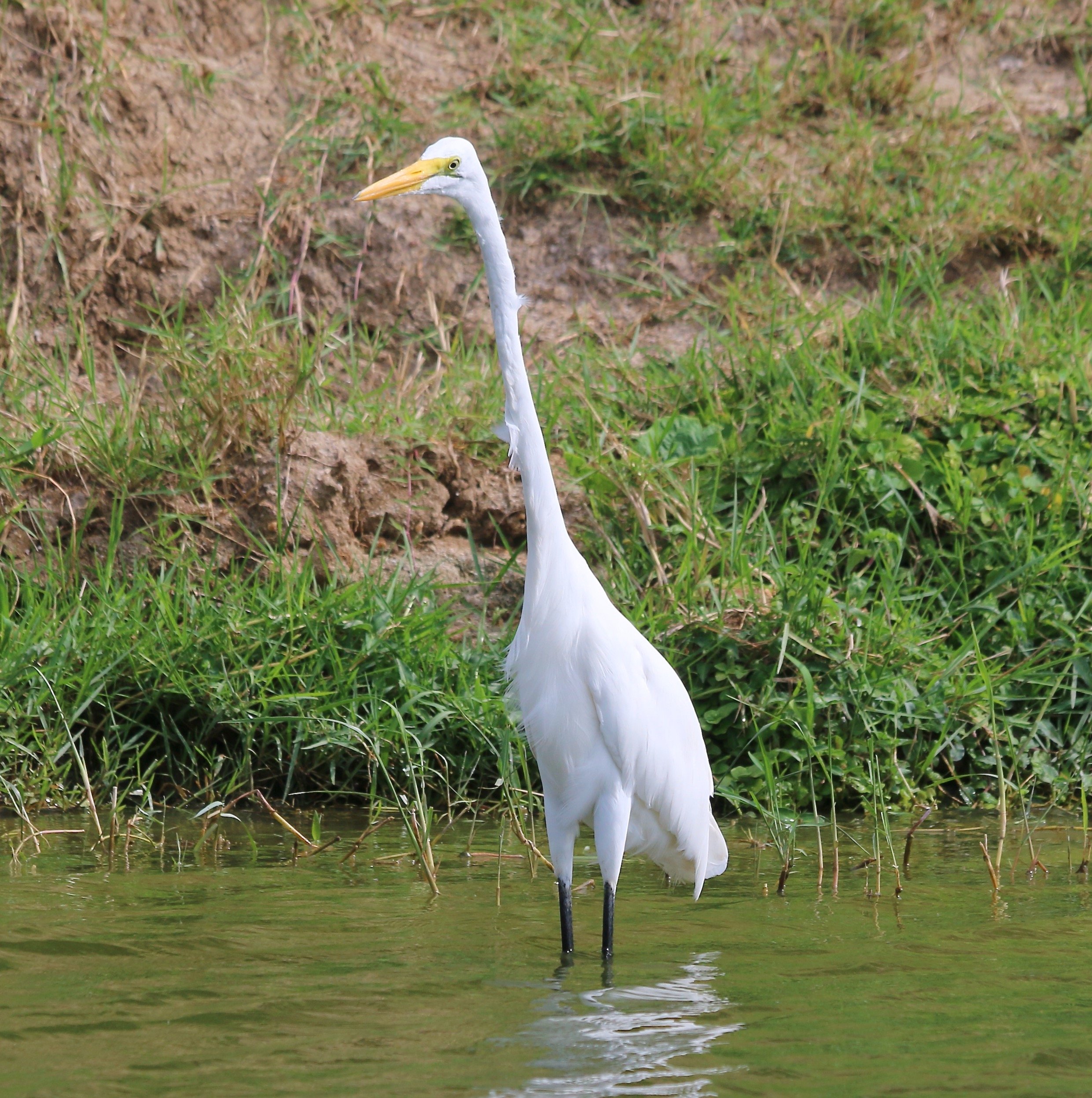 Great egret, Uganda
