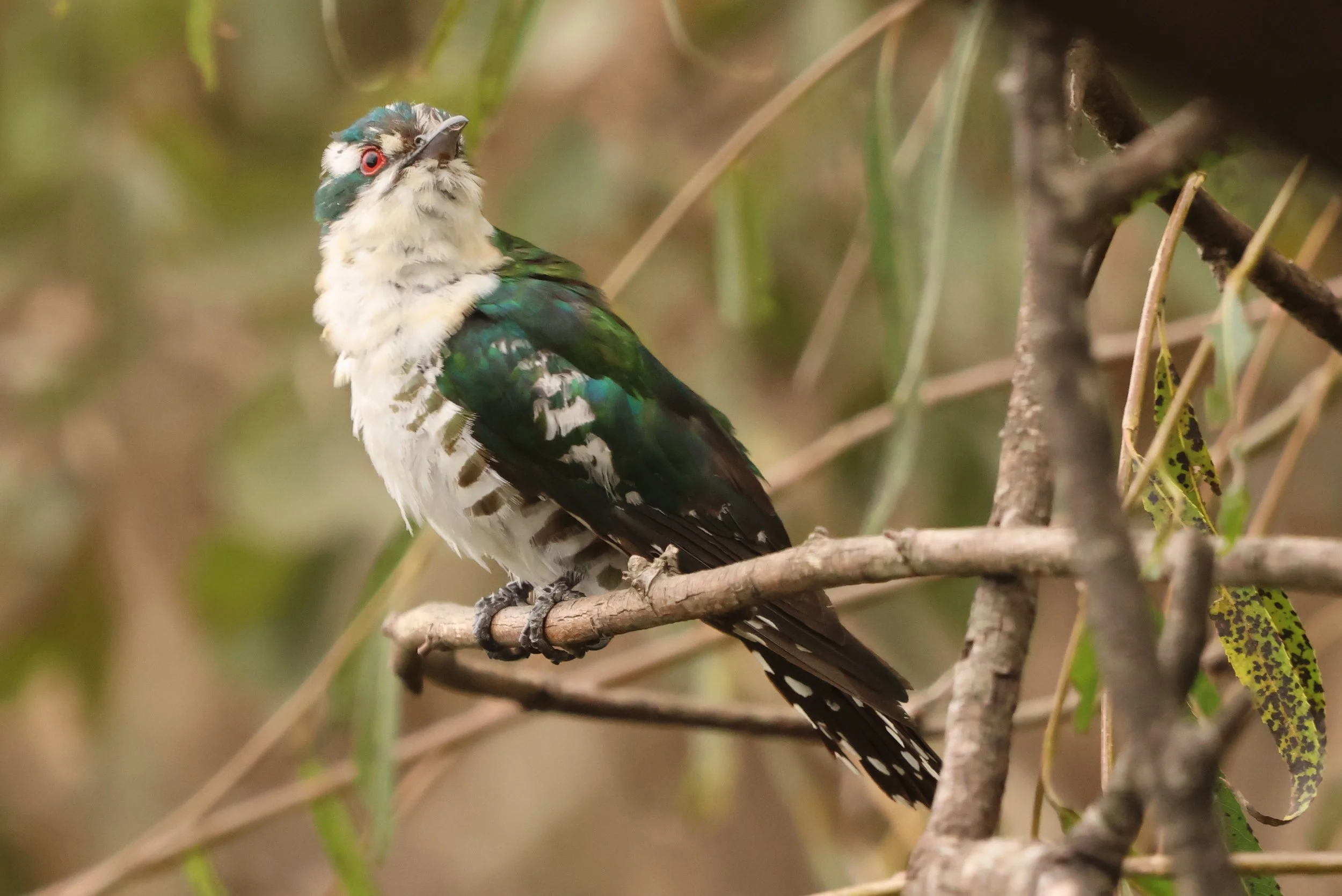 Diederik cuckoo