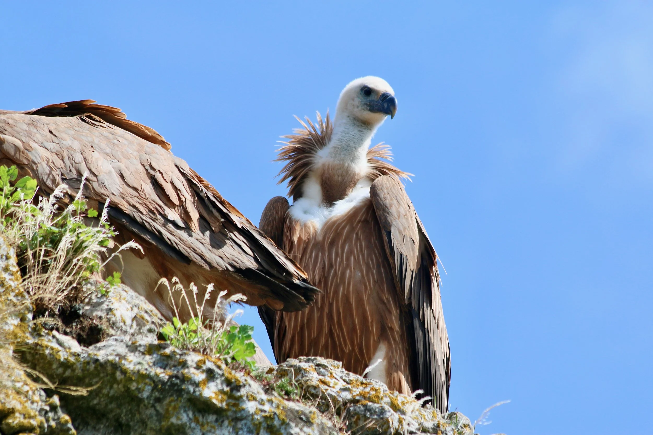 Griffon vulture, France