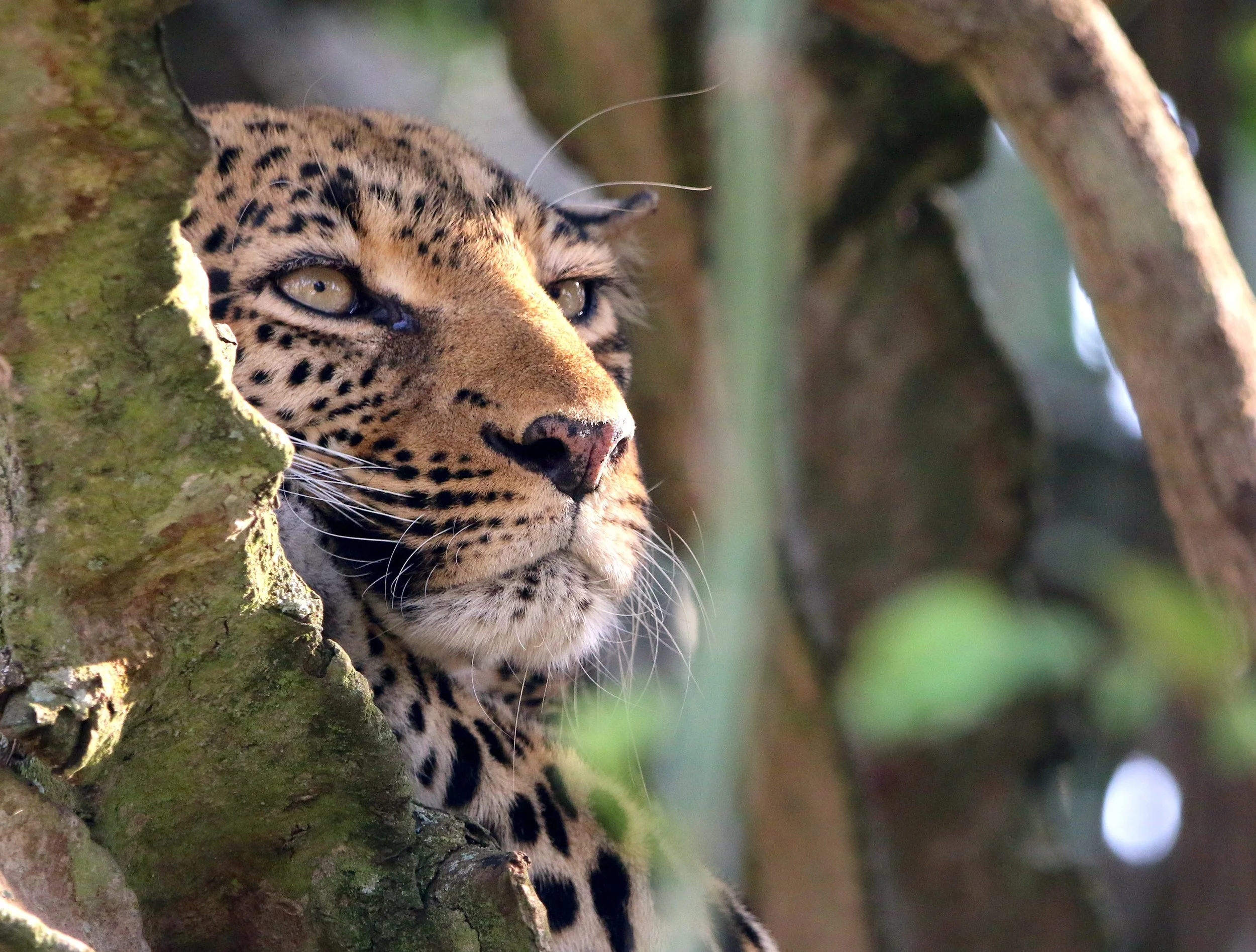 Mammals mainly