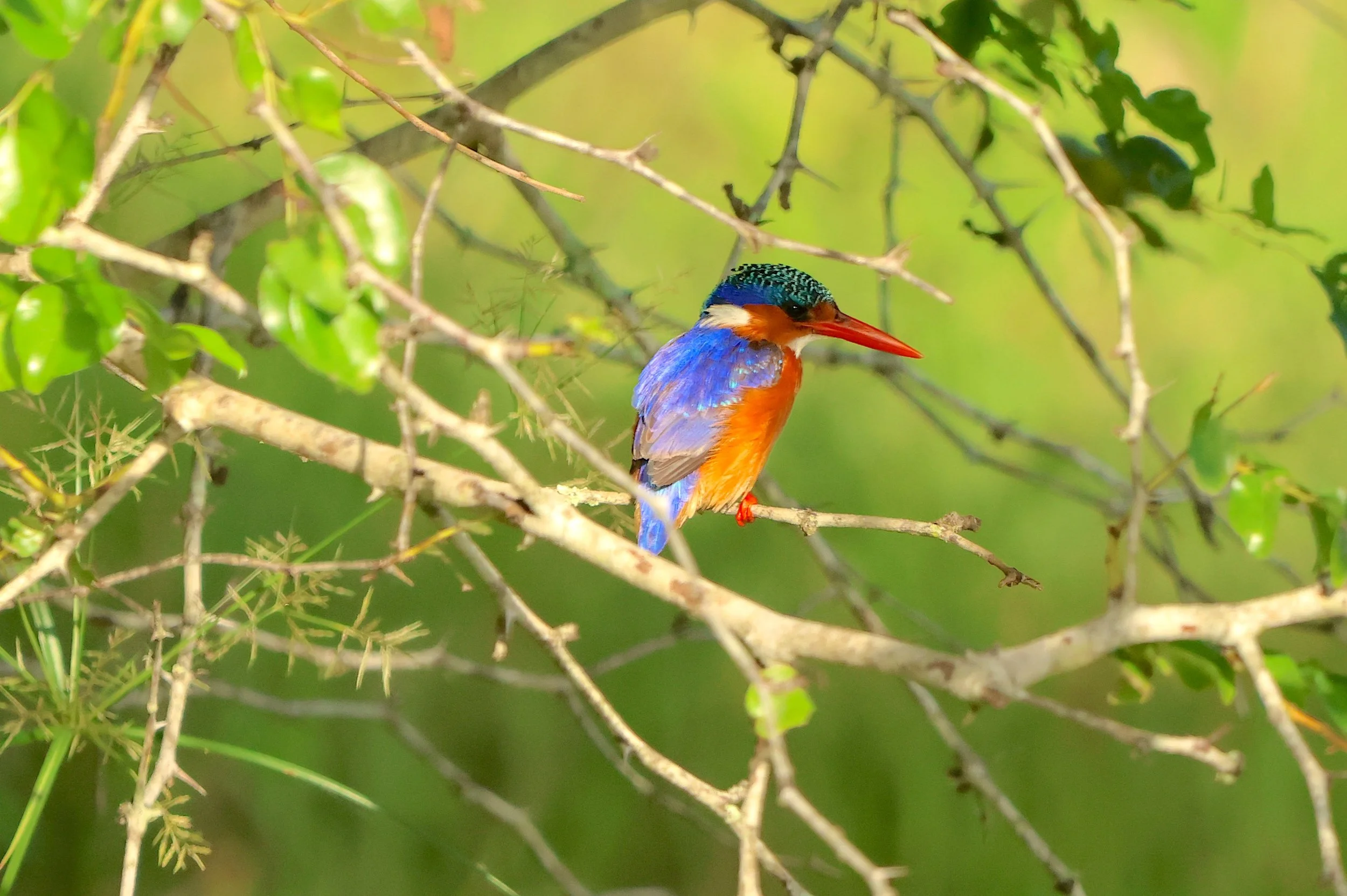 Kingfisher, Malachite 1.JPG