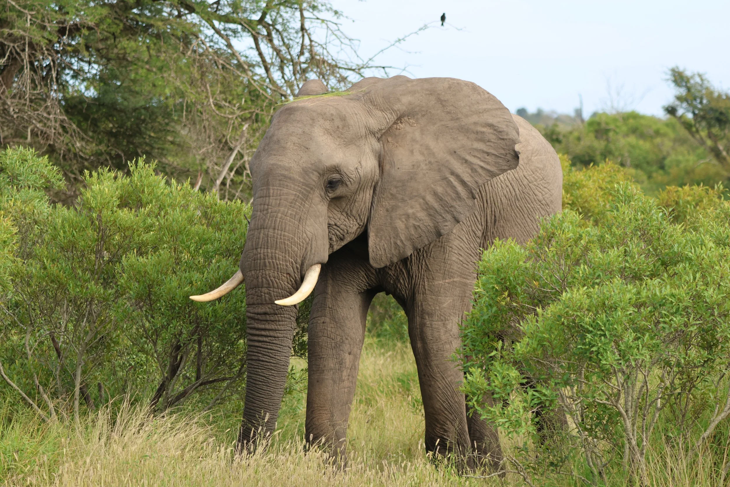 Elephant
